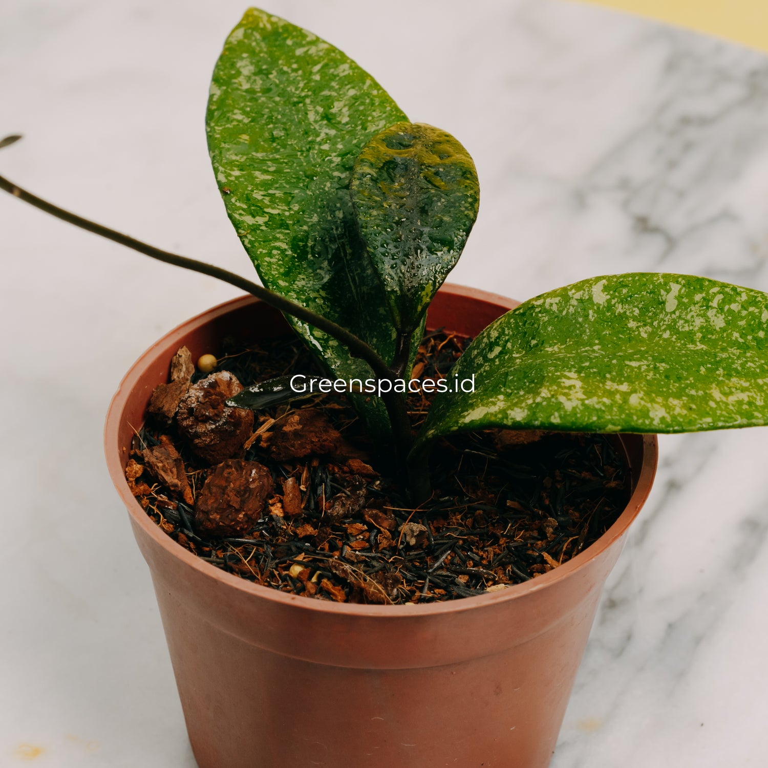 Hoya Rundumensis Splash