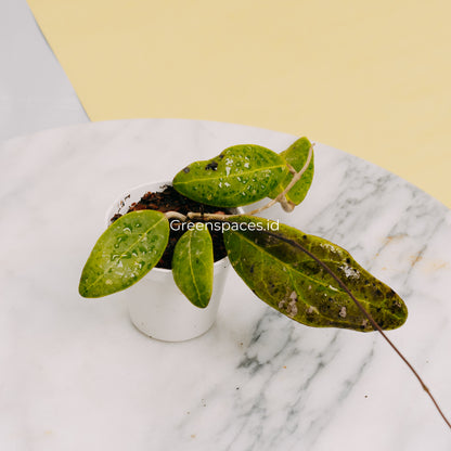 Hoya Rintzii Borneo