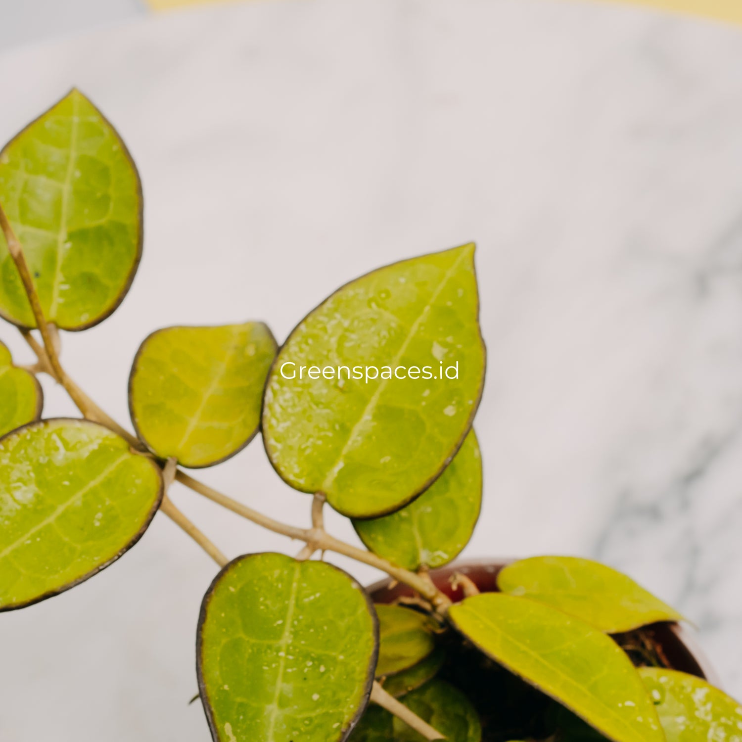 Hoya Verticilata MA07