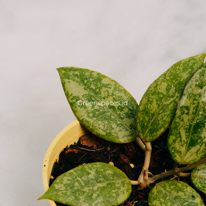 Hoya Verticilata Splash Nganjuk
