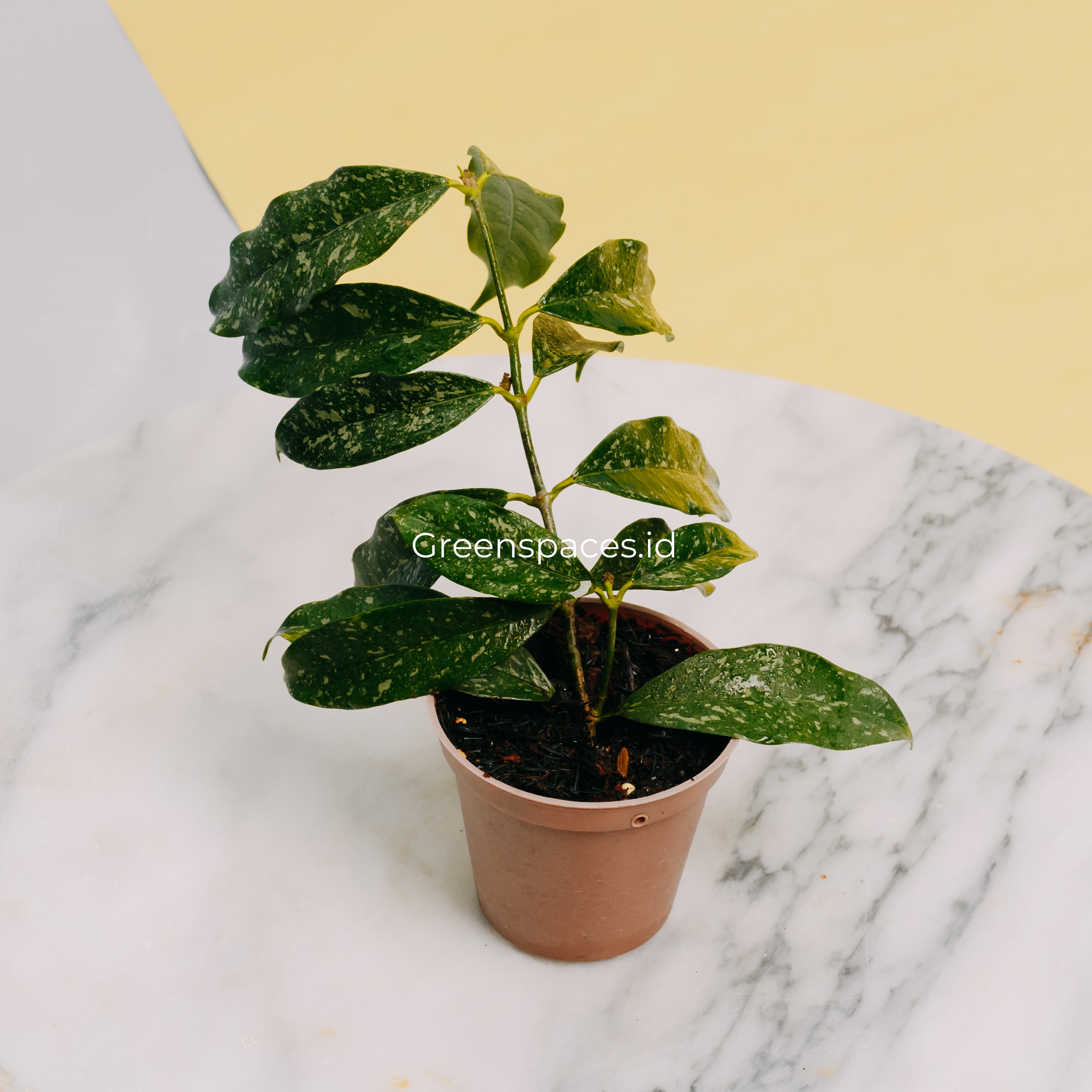 Hoya carnosa splash buying stardust plant