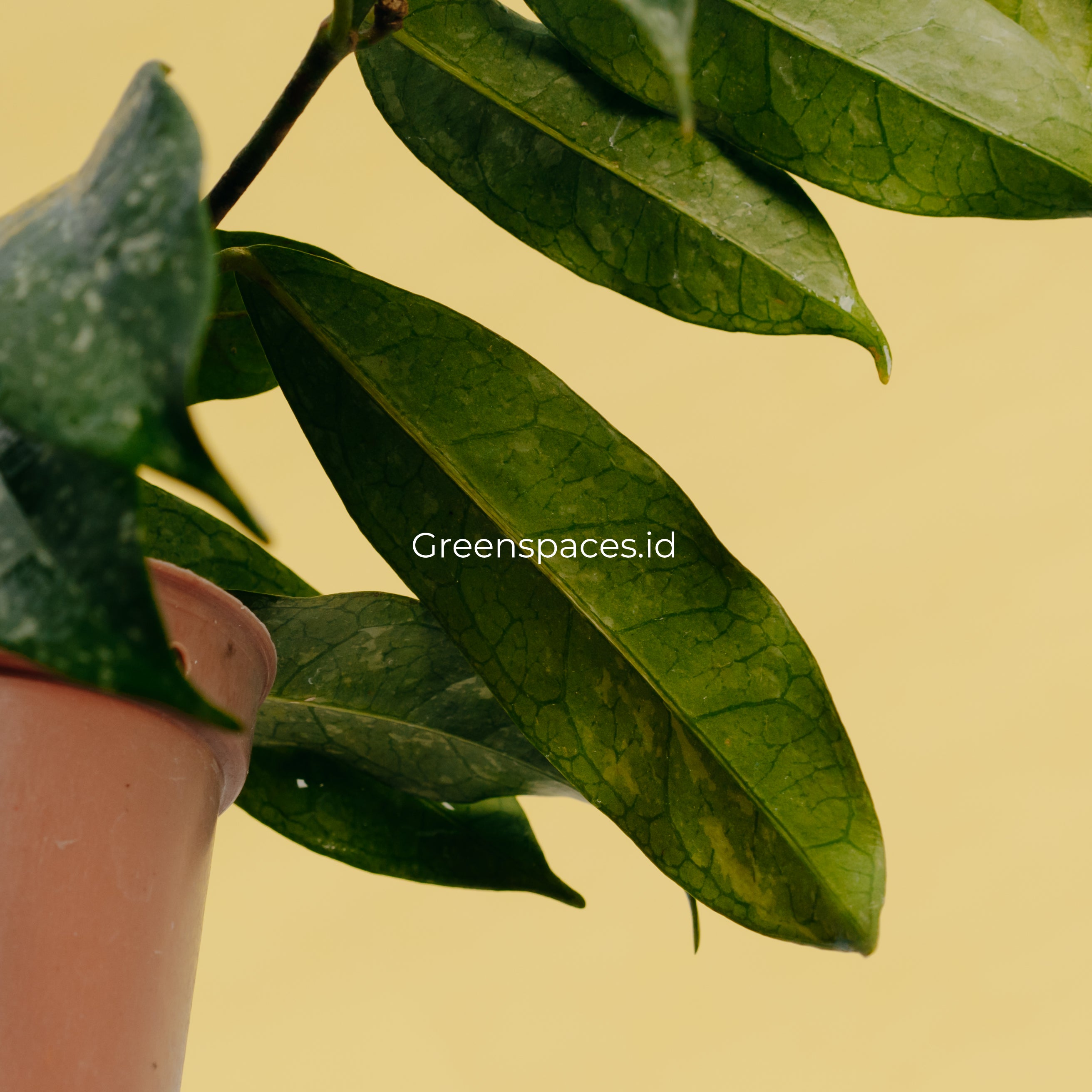 Hoya Campanulata Splash