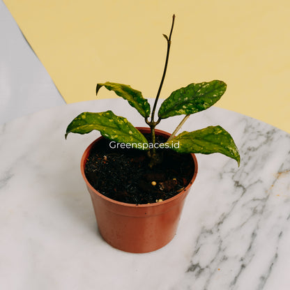 Hoya Sp Takengon