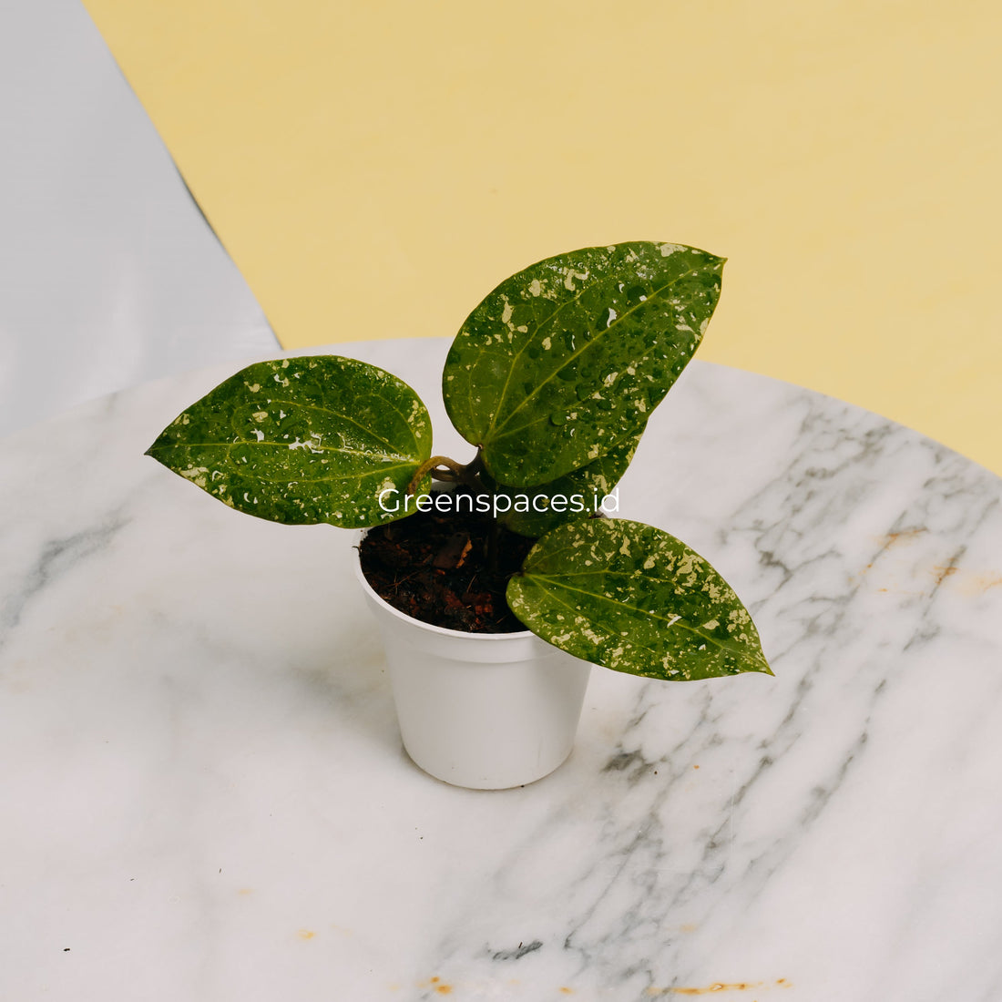 π Hoya Glabra Splash (100% off)