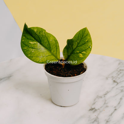Hoya Meredhitii Round Leaf
