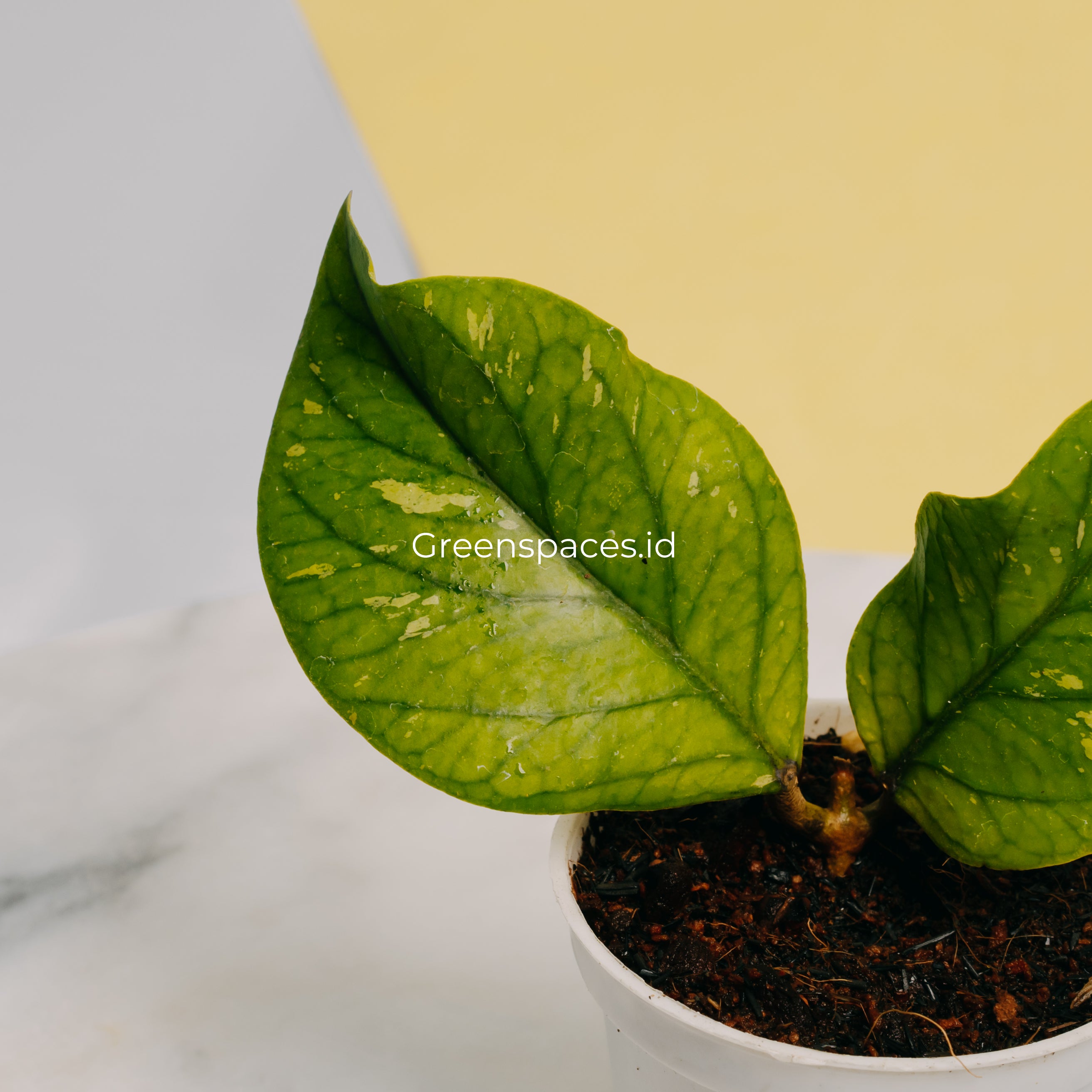 Hoya Meredhitii Round Leaf