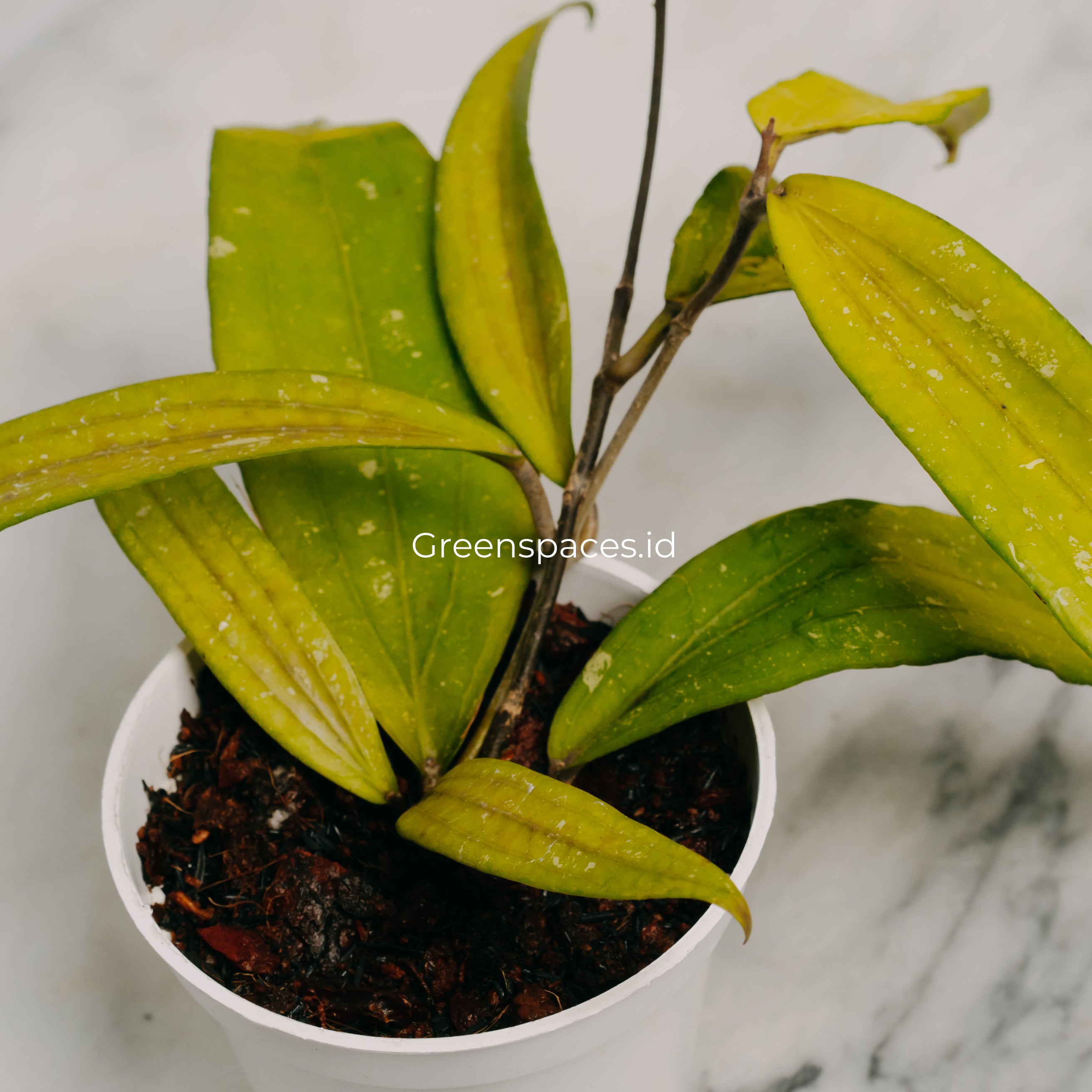 Hoya Sp Rindu Raflesia