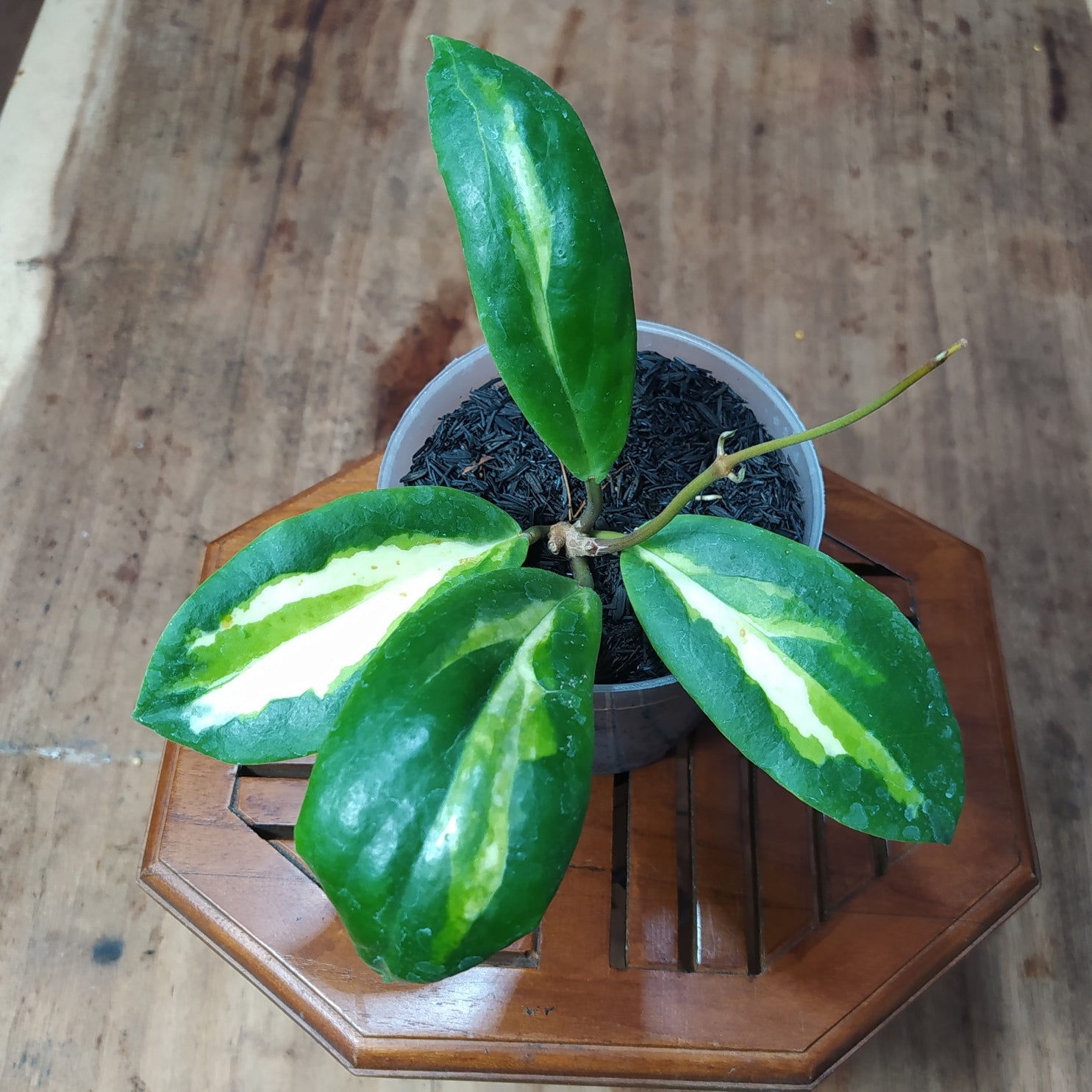 Hoya Incrassata Variegated