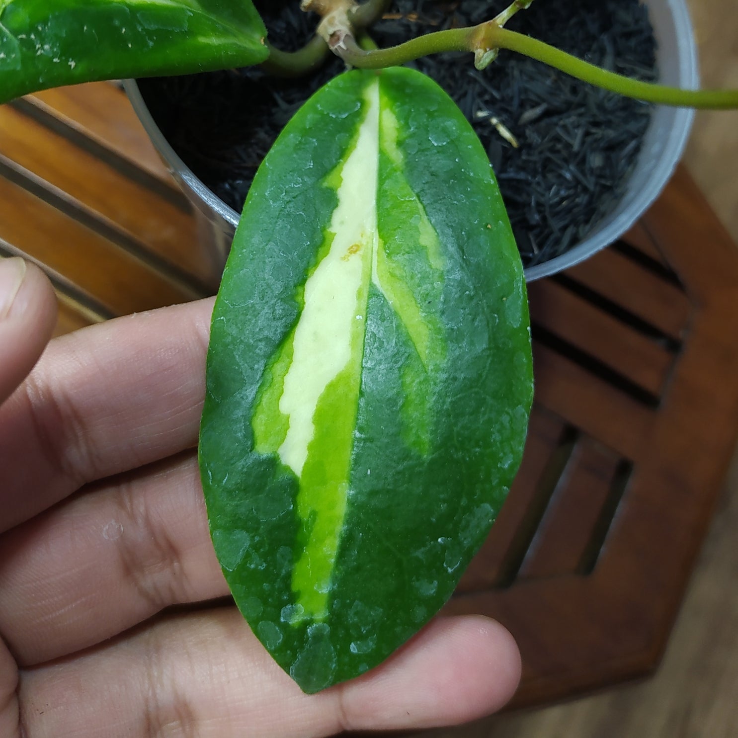 Hoya Incrassata Variegated