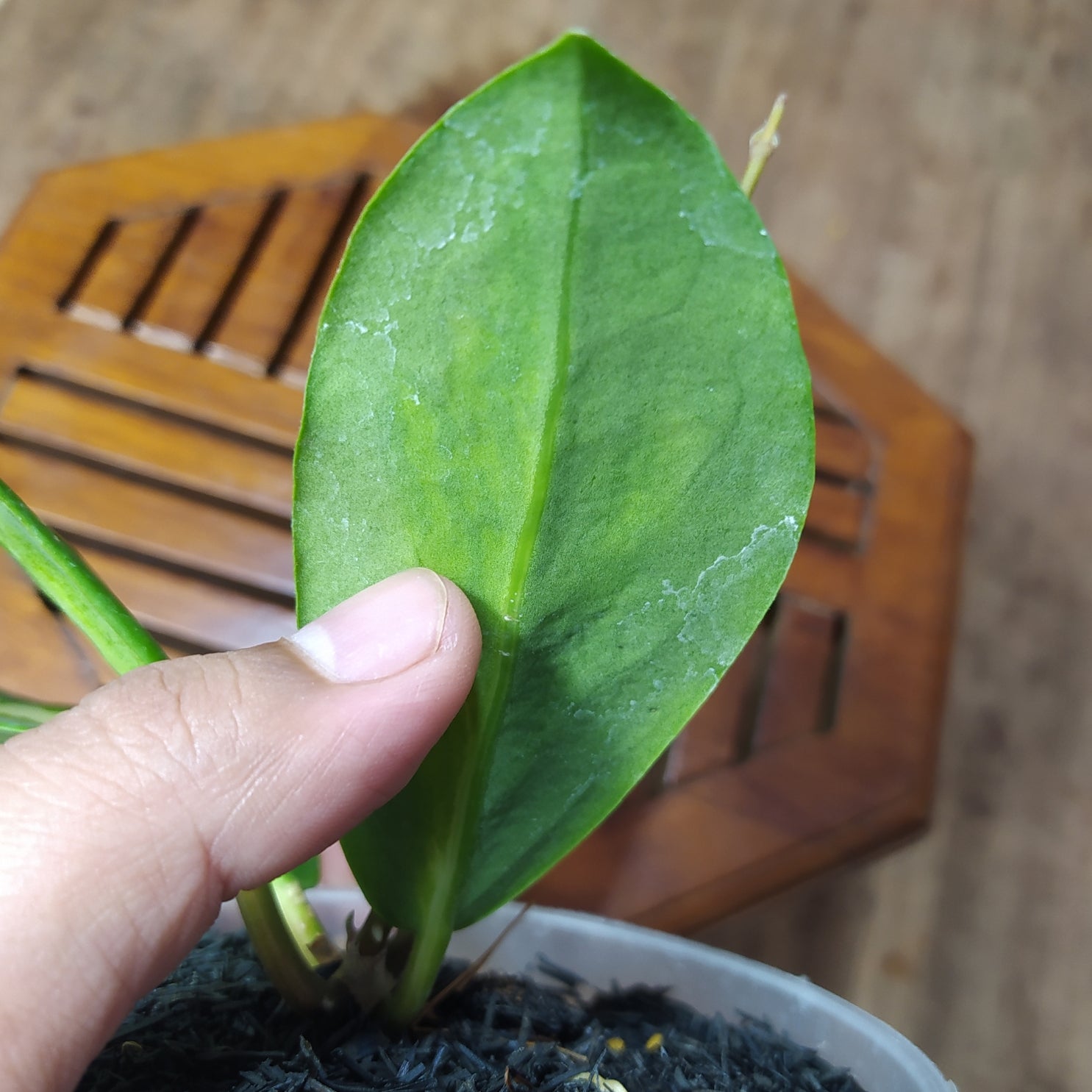 Hoya Incrassata Variegated