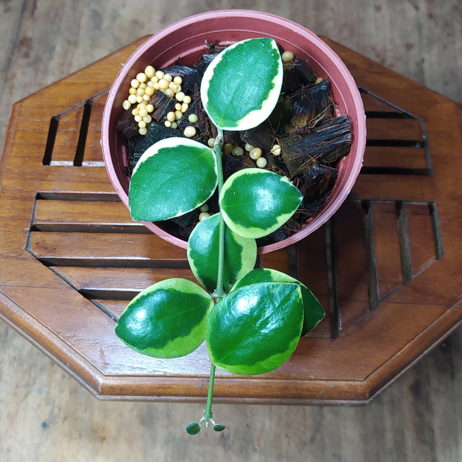 Hoya Incurvula Albomarginata Palta