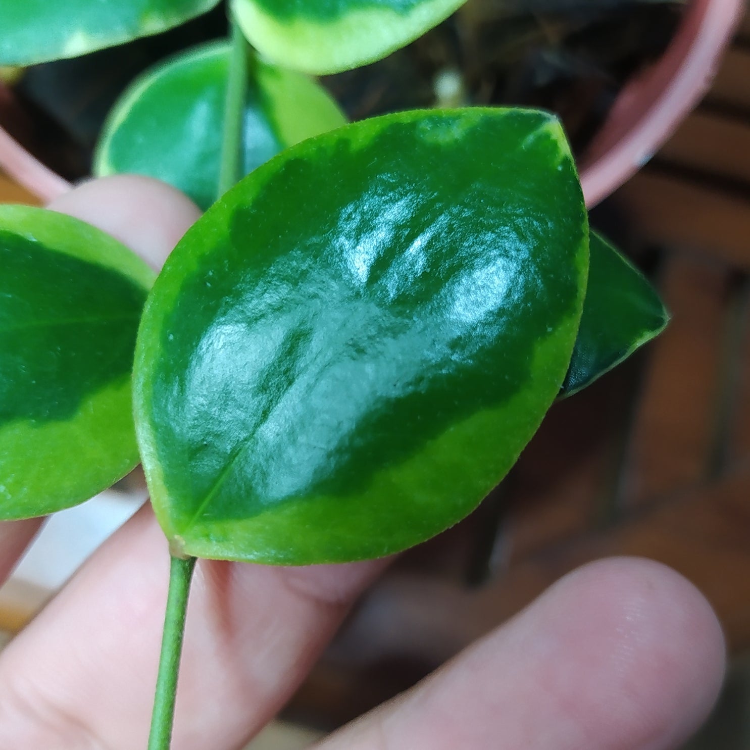 Hoya Incurvula Albomarginata Palta