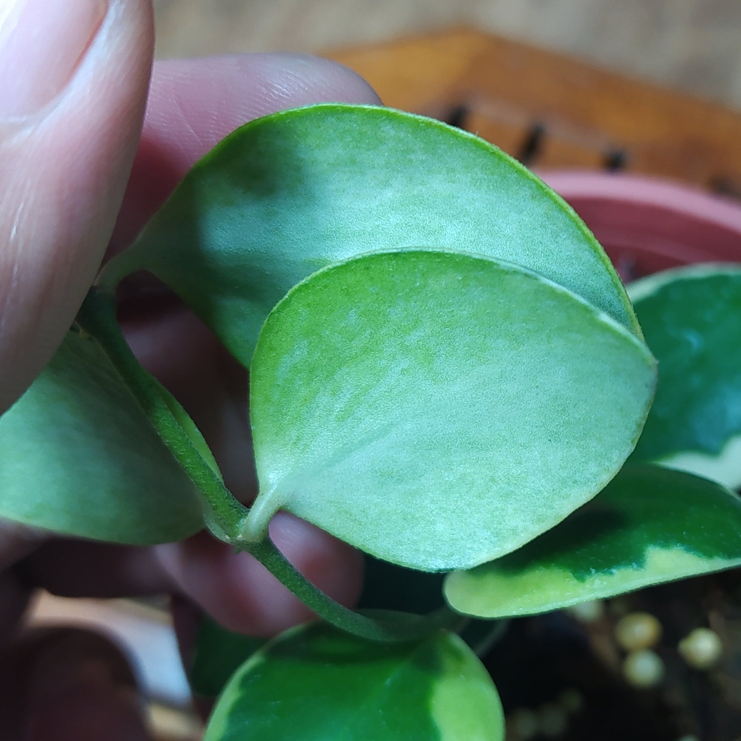 Hoya Incurvula Albomarginata Palta