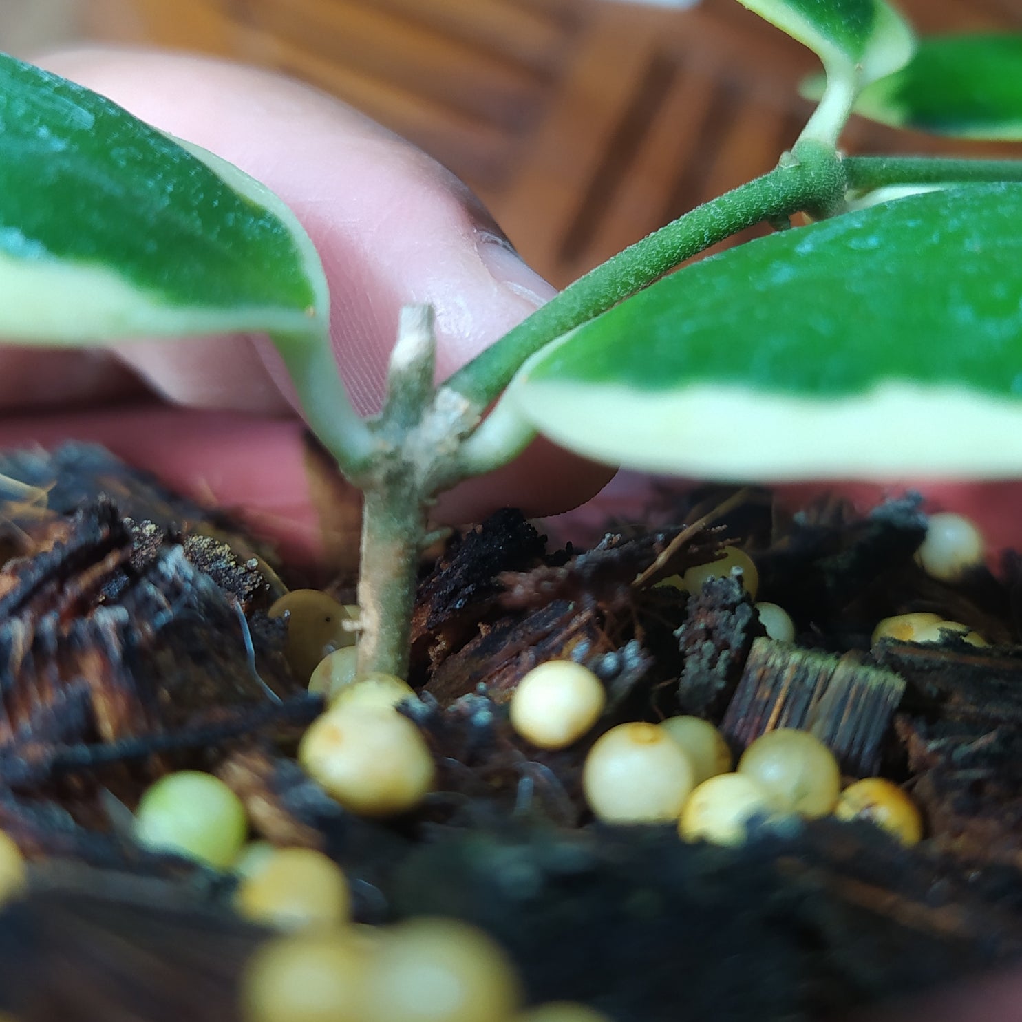 Hoya Incurvula Albomarginata Palta