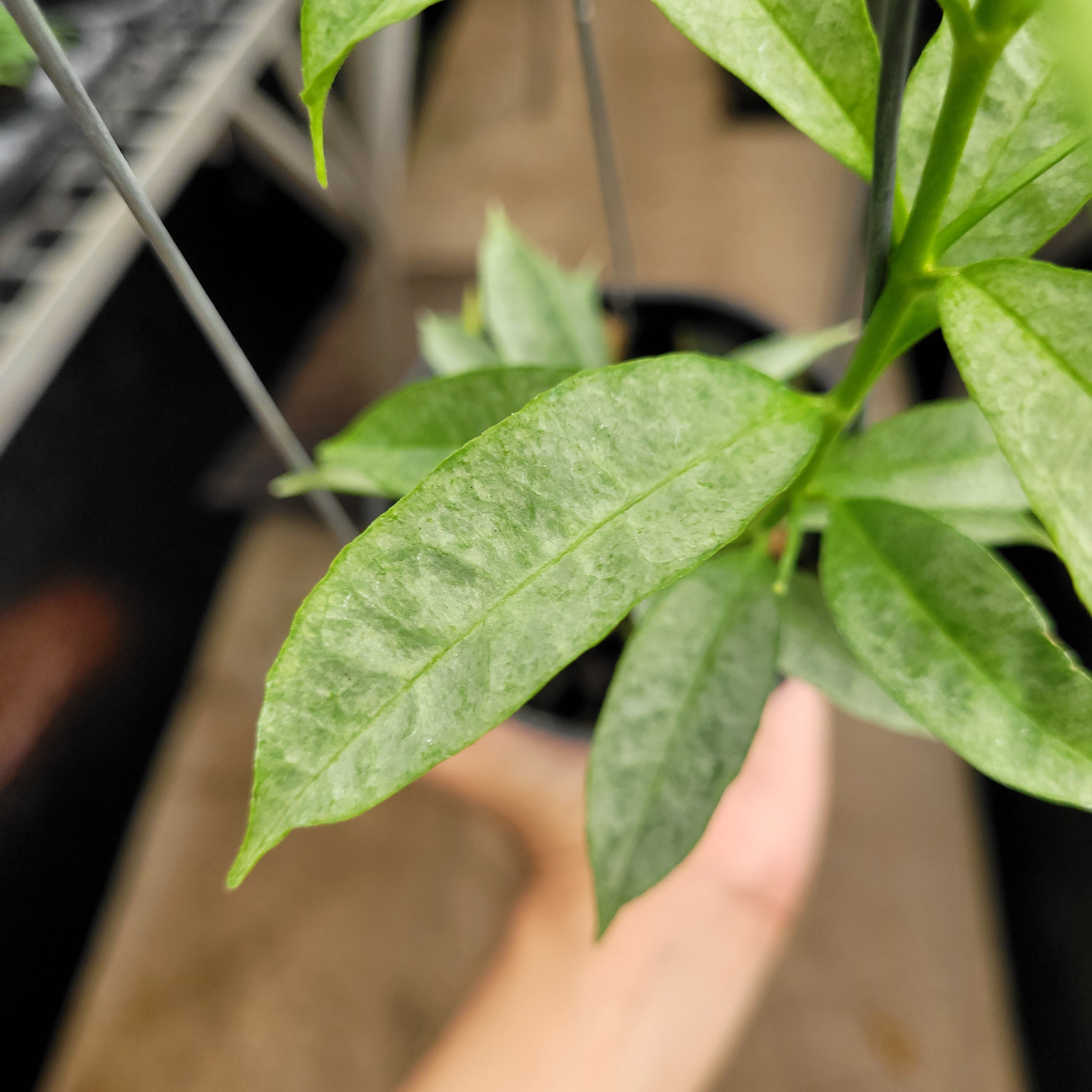 Hoya Irisae Silver