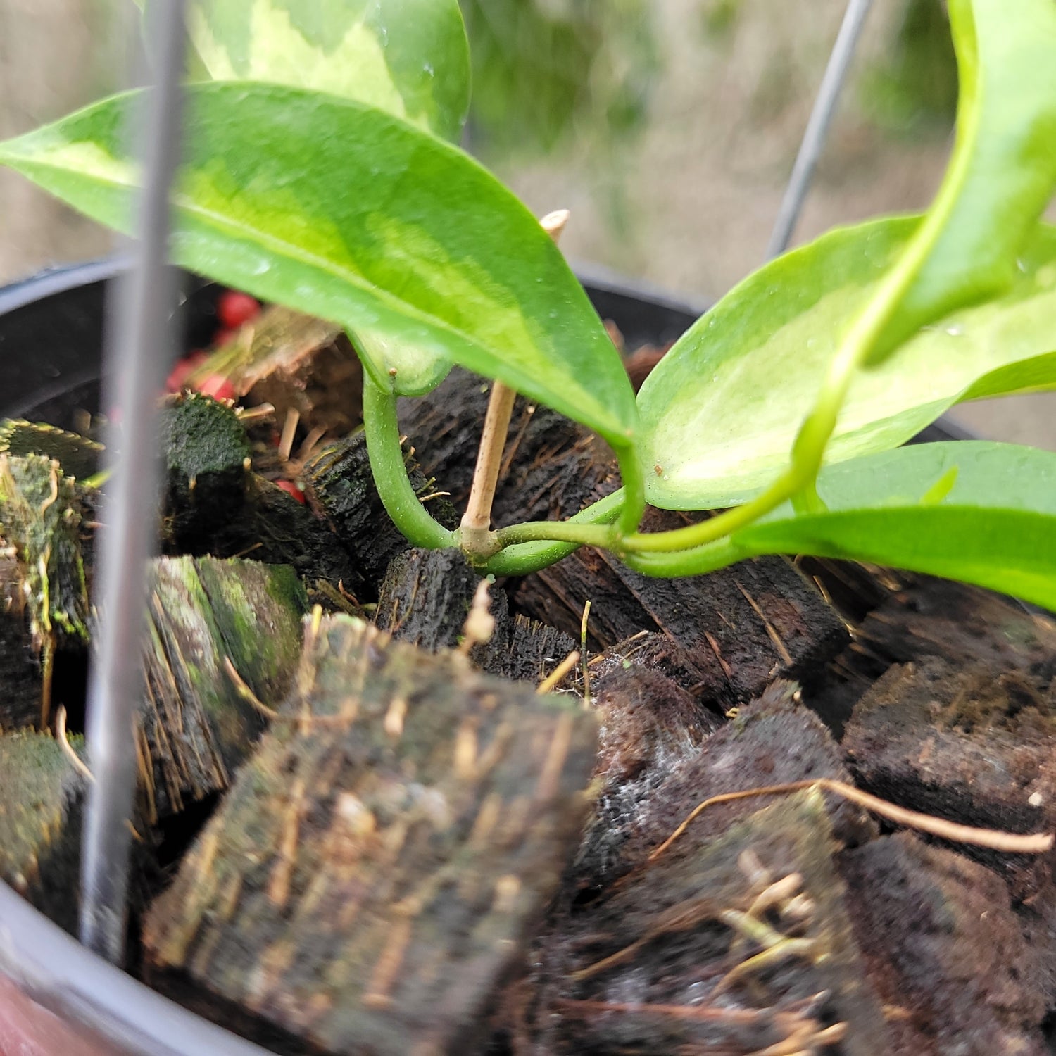 Hoya Kenejiana Variegated