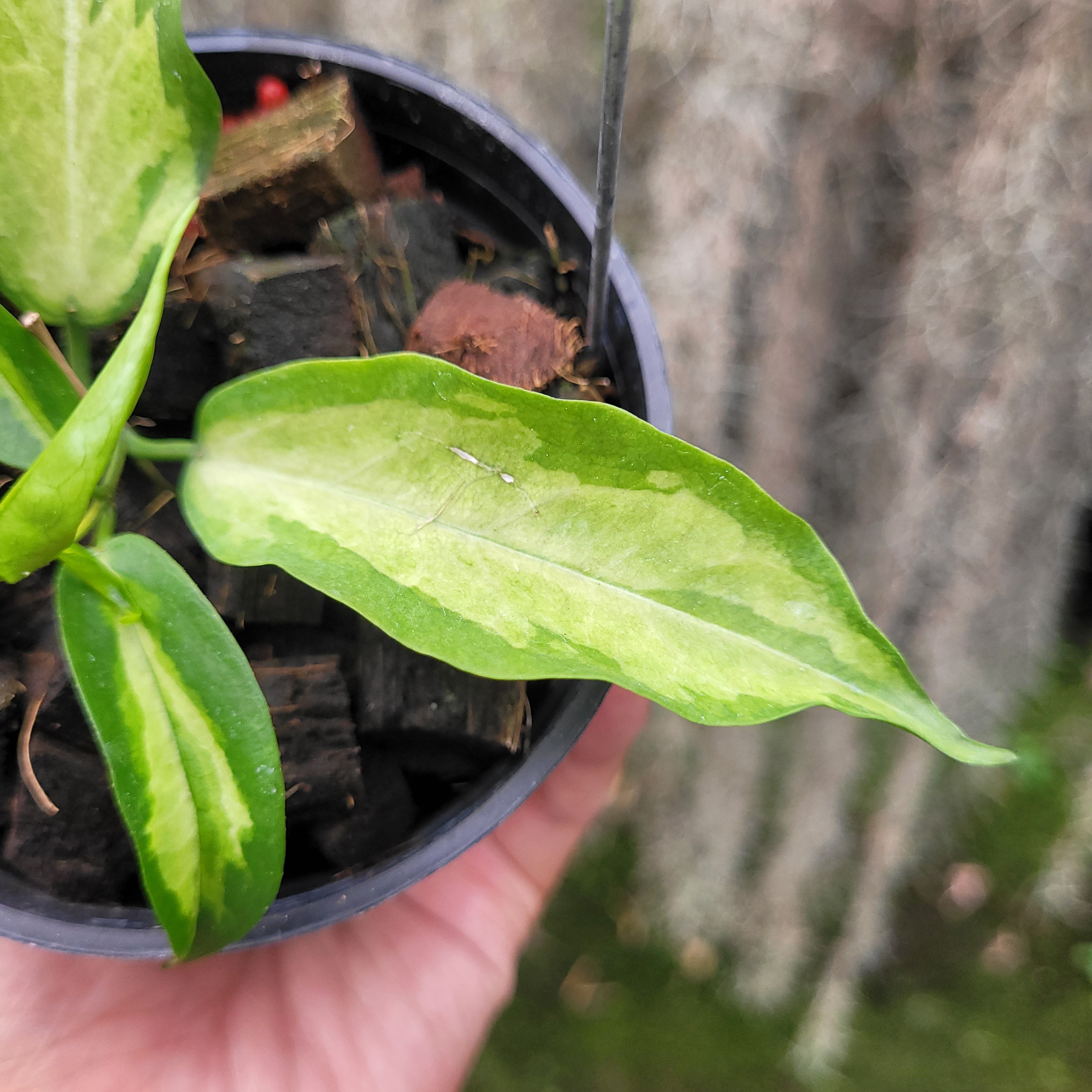 Hoya Kenejiana Variegated