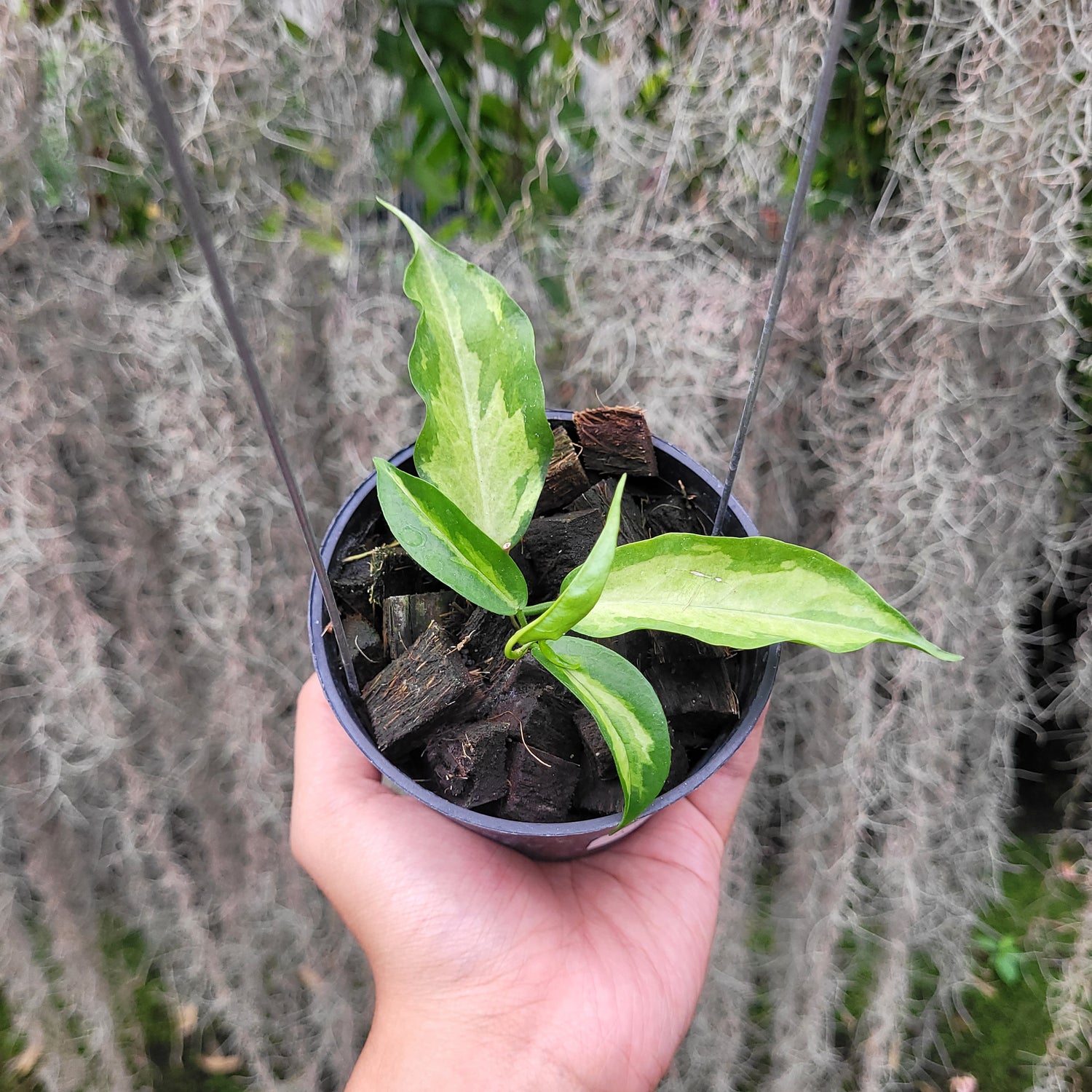 Hoya Kenejiana Variegated