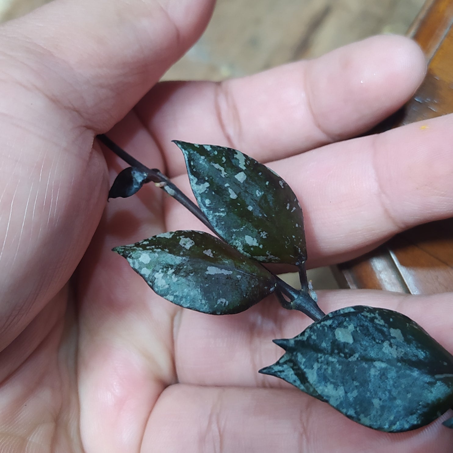 Hoya Lacunosa Asami Reverse