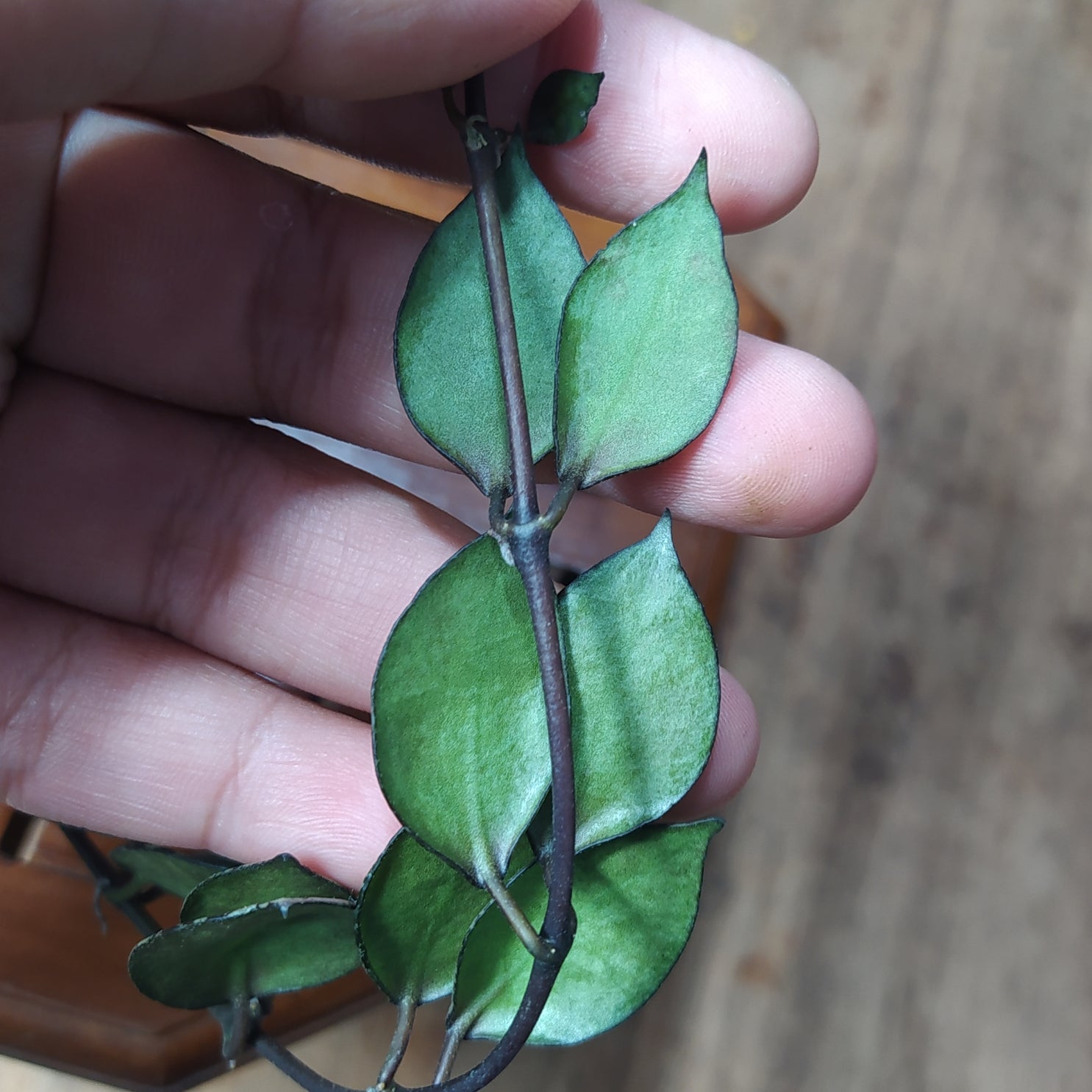 Hoya Lacunosa Asami Reverse