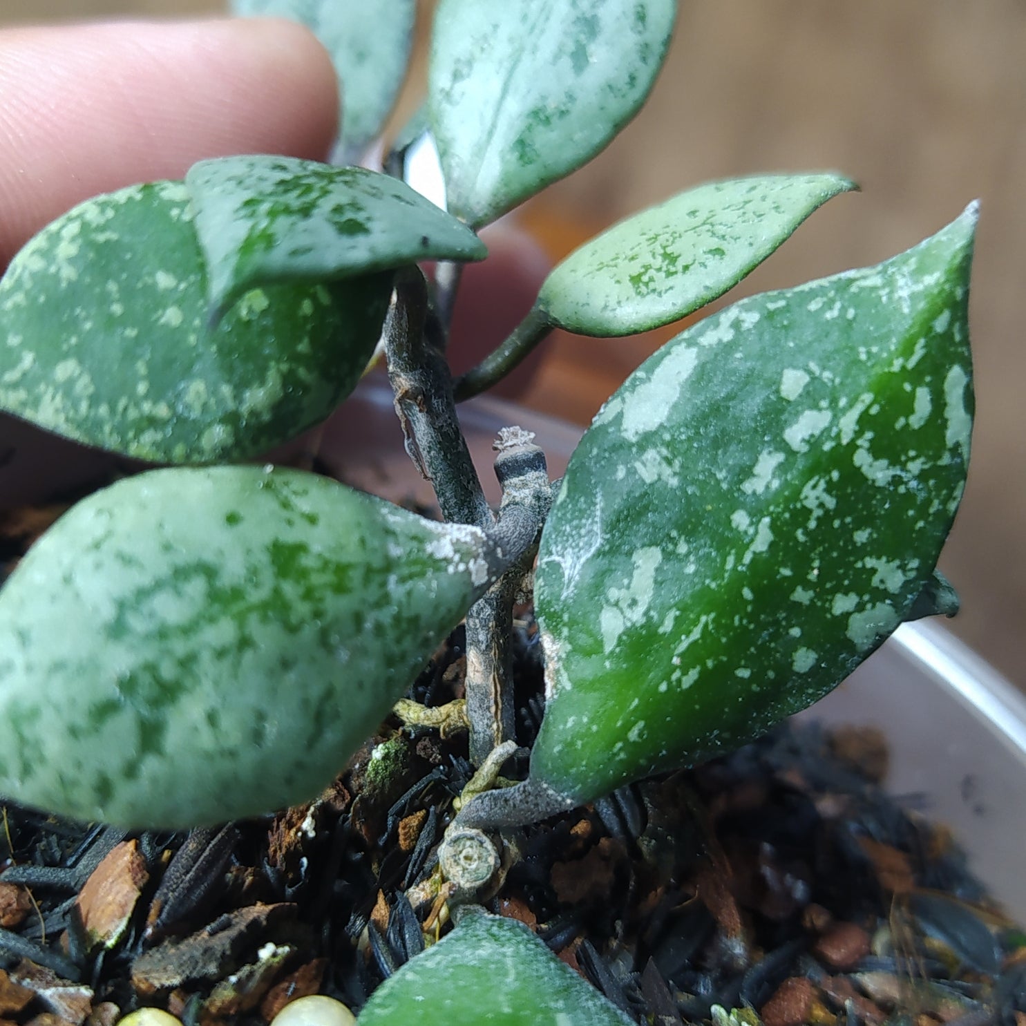 Hoya Lacunosa Asami Reverse