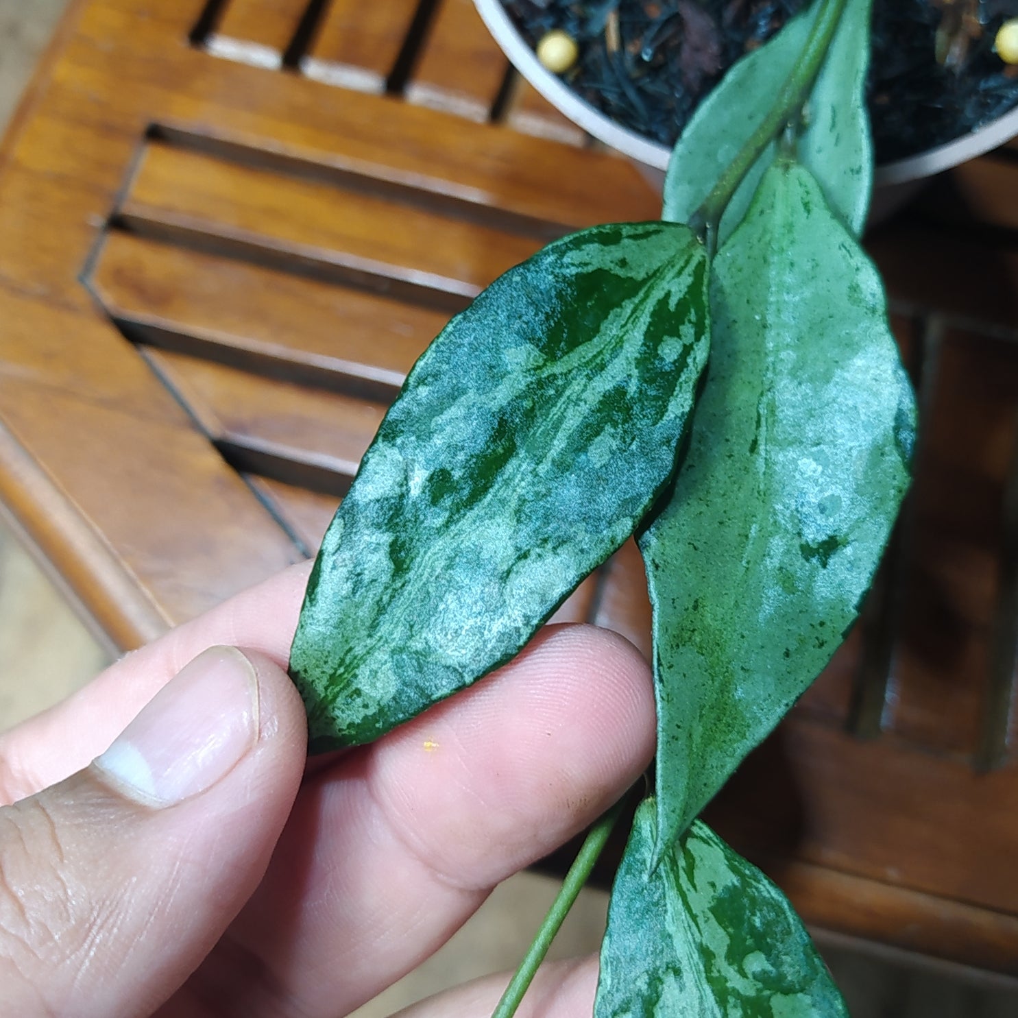 Hoya Lacunosa Green Flame