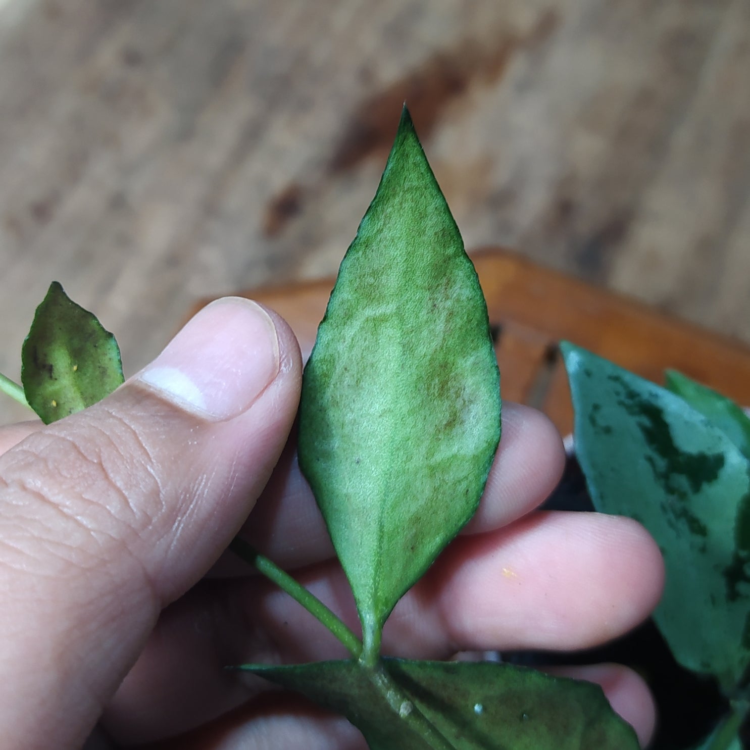 Hoya Lacunosa Green Flame