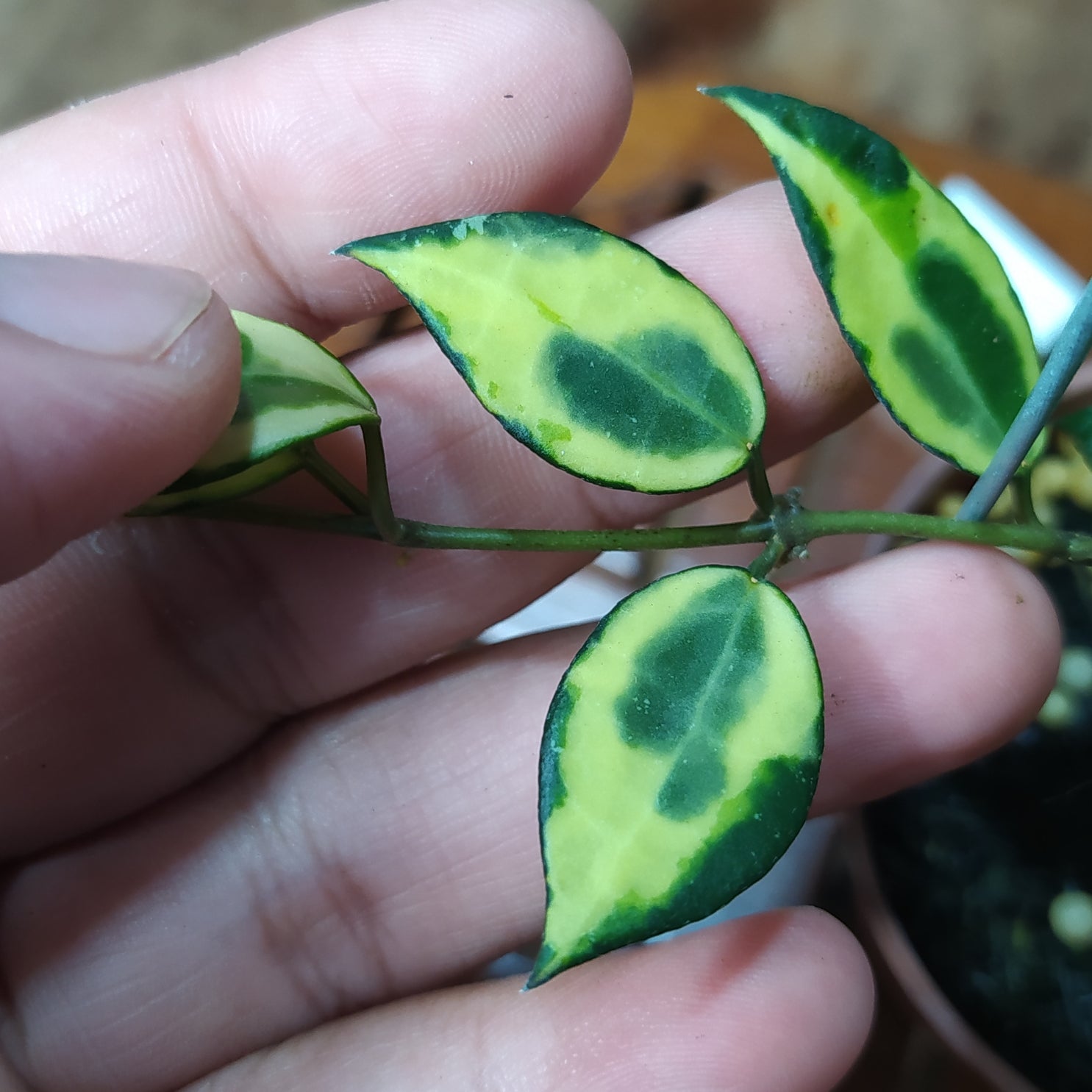 Hoya Lacunosa Ilumi