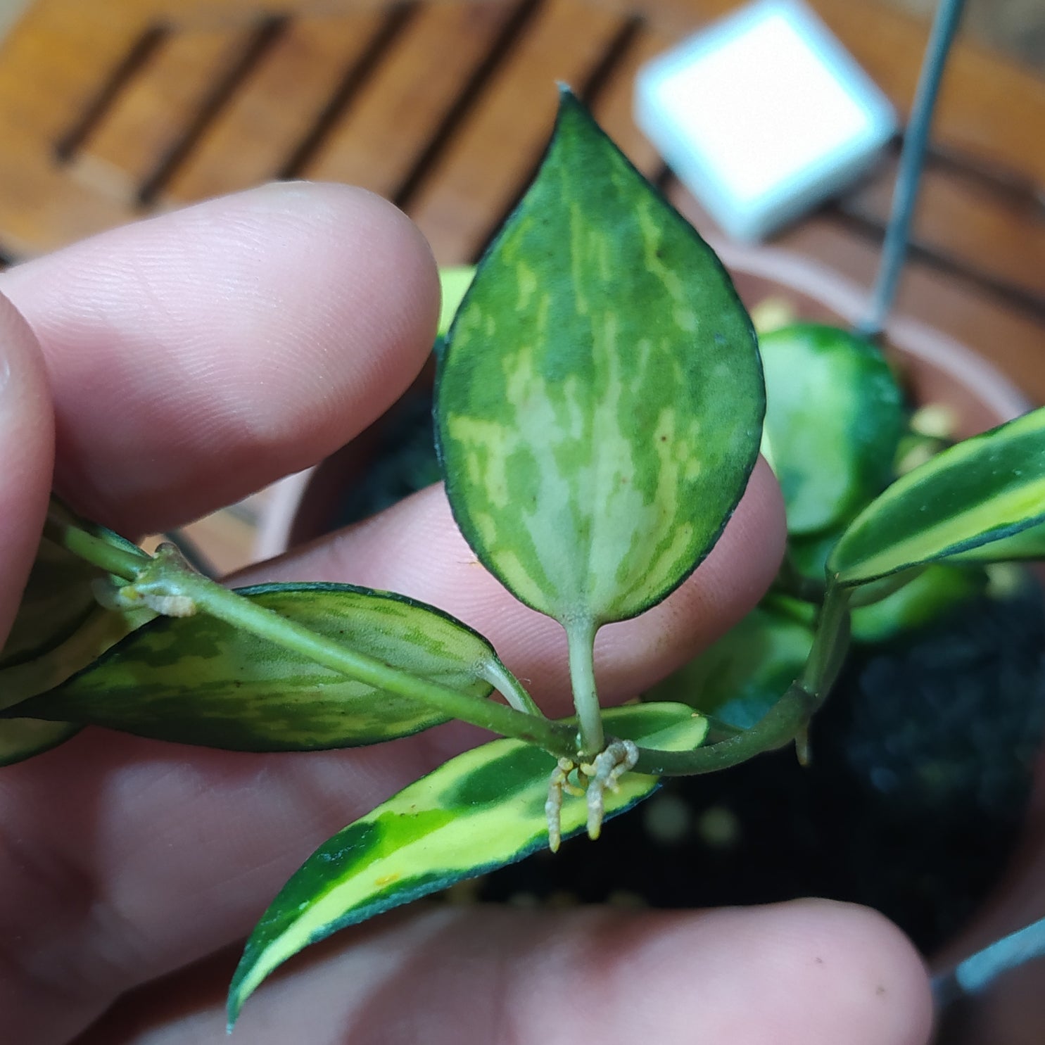 Hoya Lacunosa Ilumi