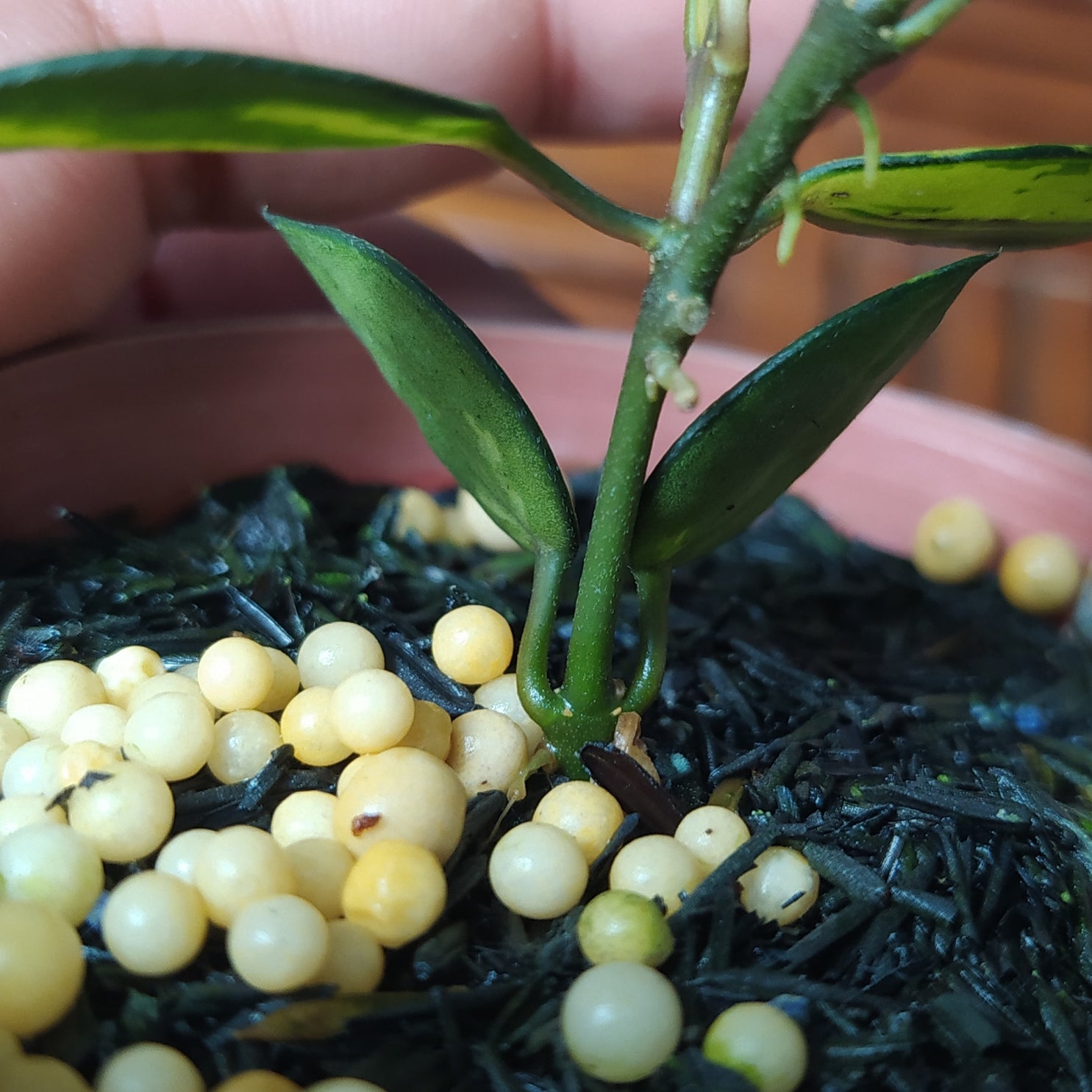 Hoya Lacunosa Ilumi