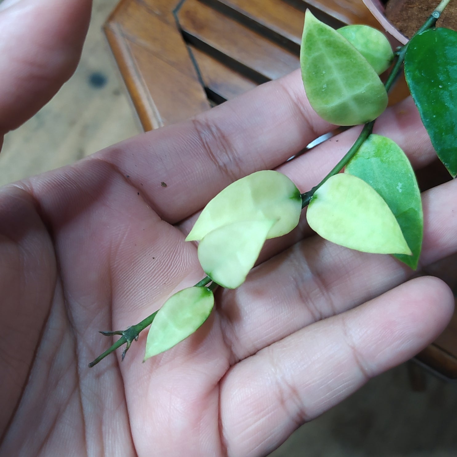 Hoya Lacunosa Kayas