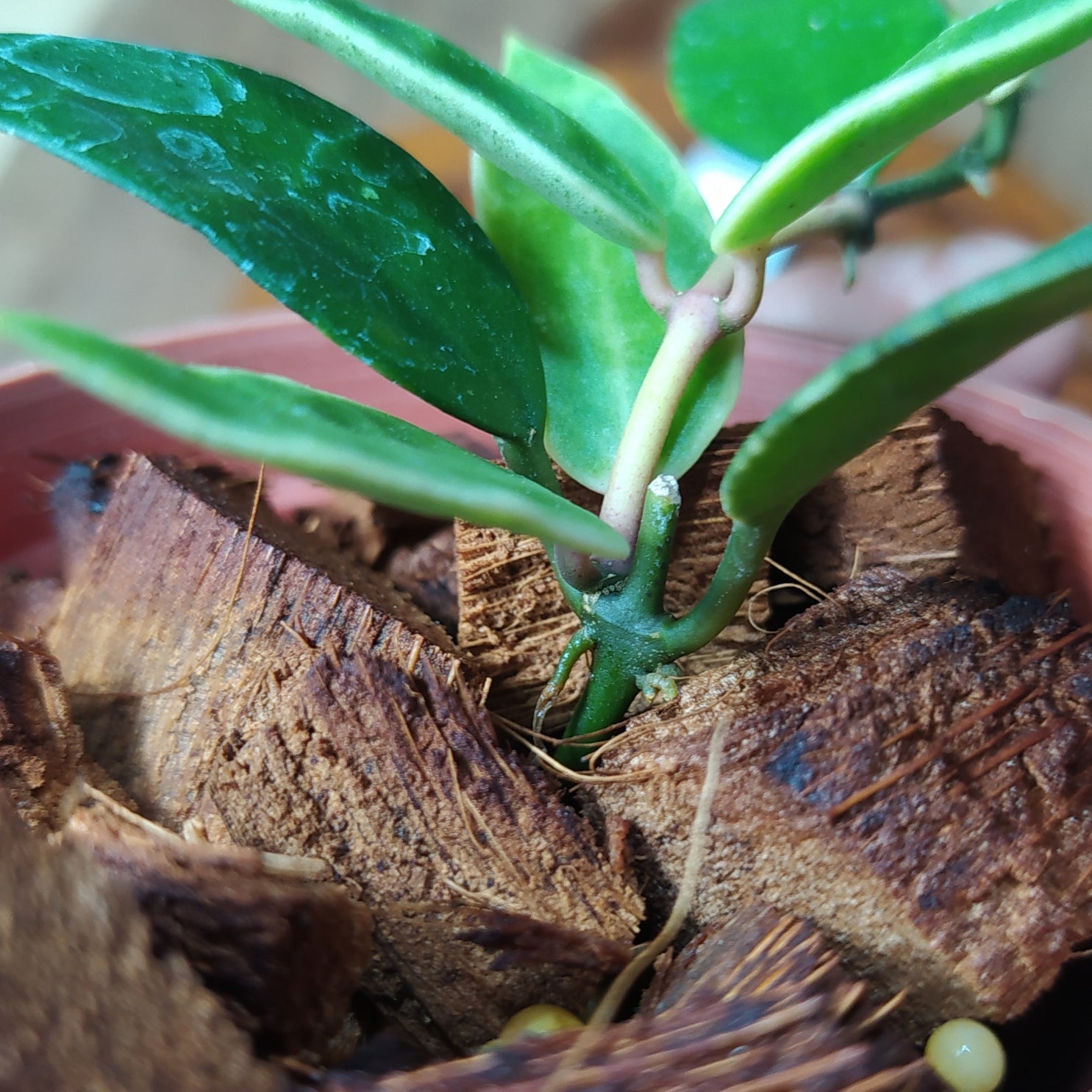 Hoya Lacunosa Kayas