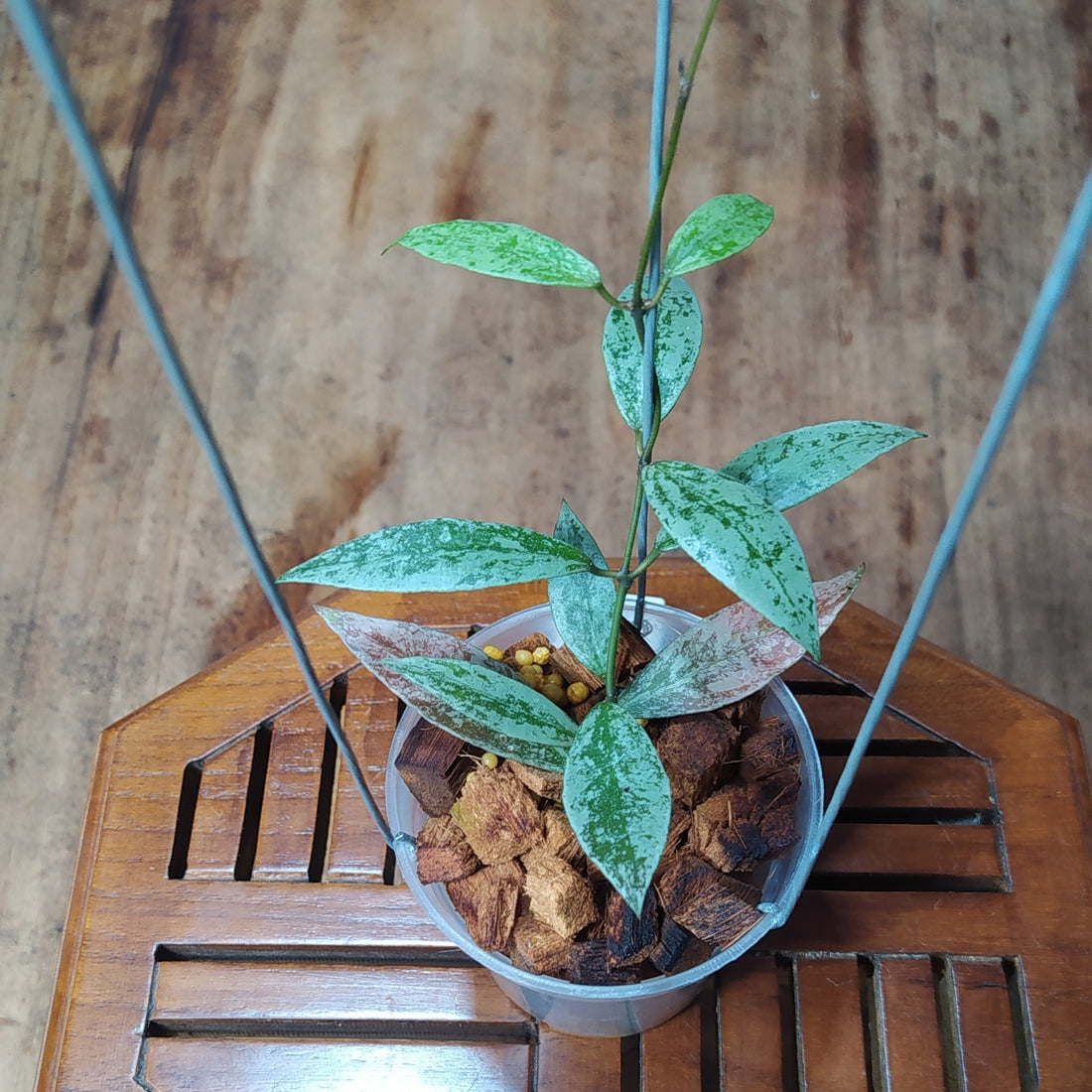 Hoya Lacunosa Laos