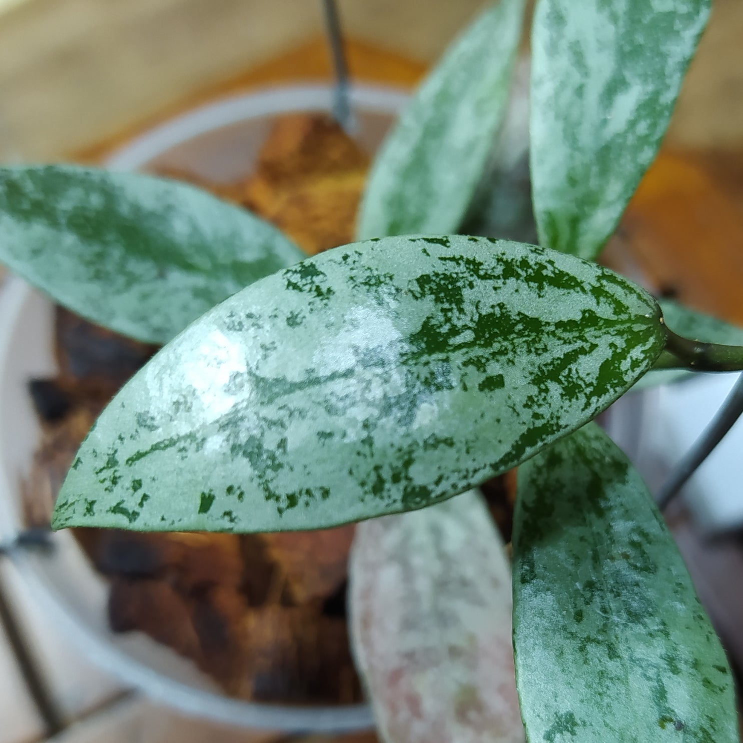 Hoya Lacunosa Laos