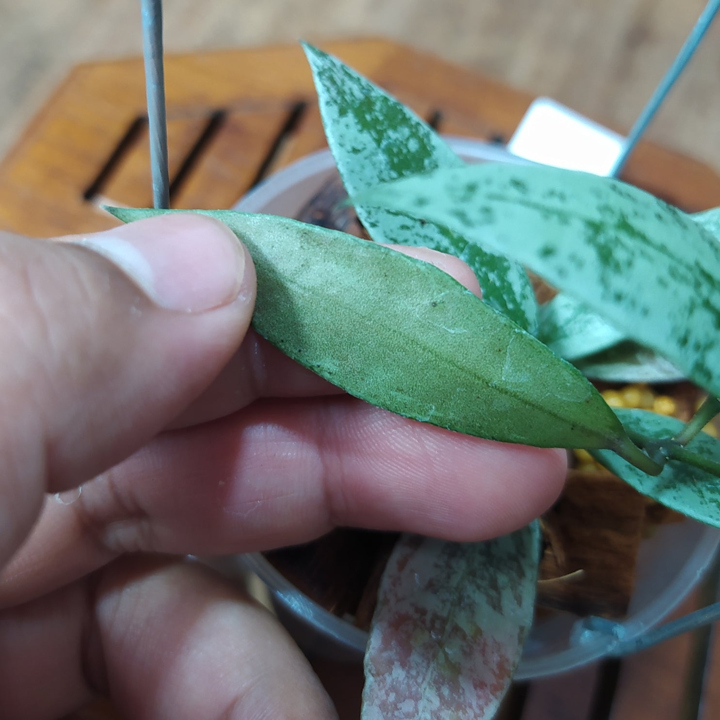 Hoya Lacunosa Laos