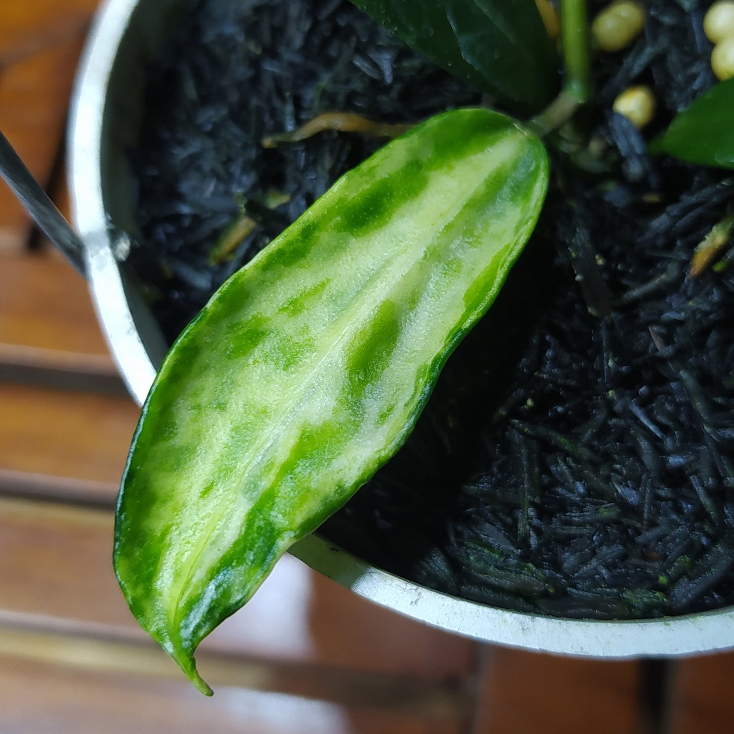 Hoya Lacunosa Peridot