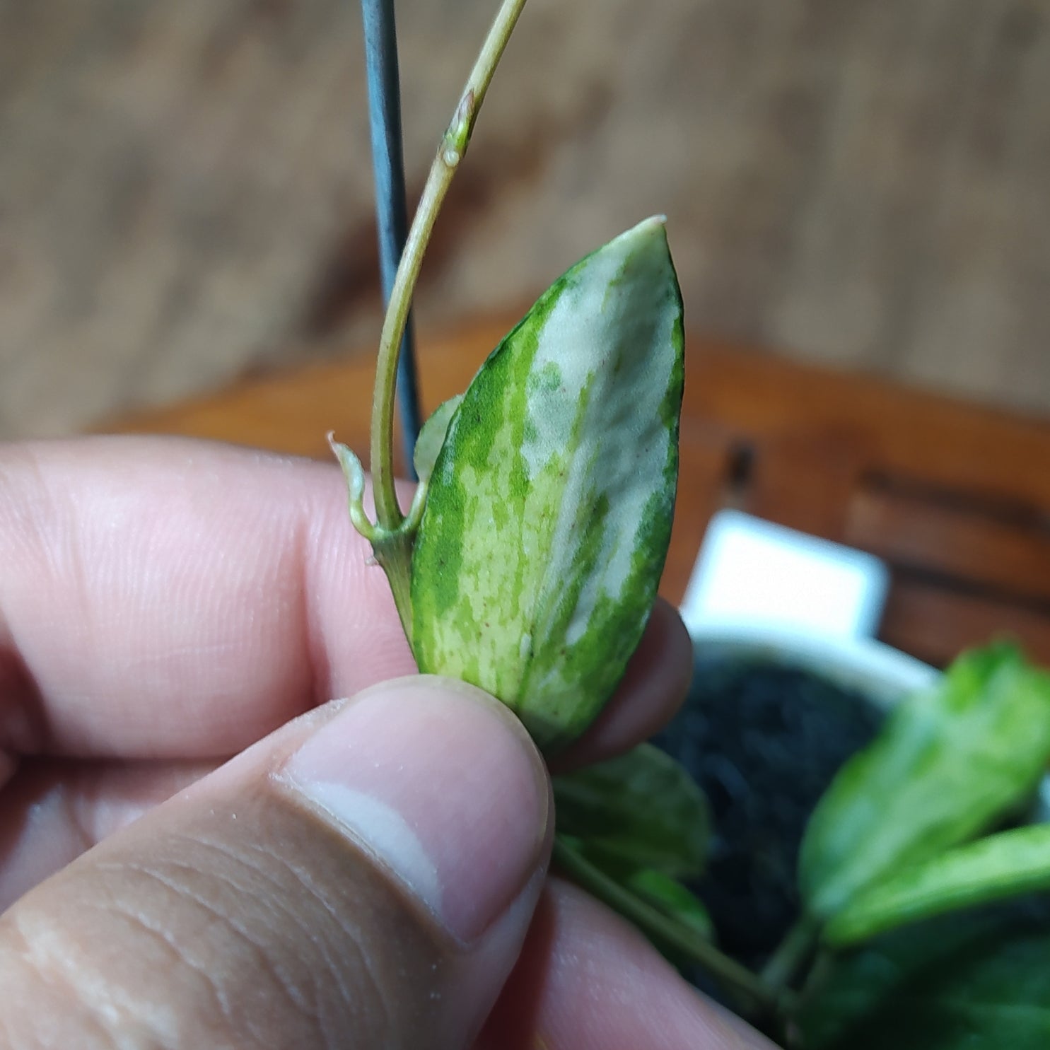 Hoya Lacunosa Peridot