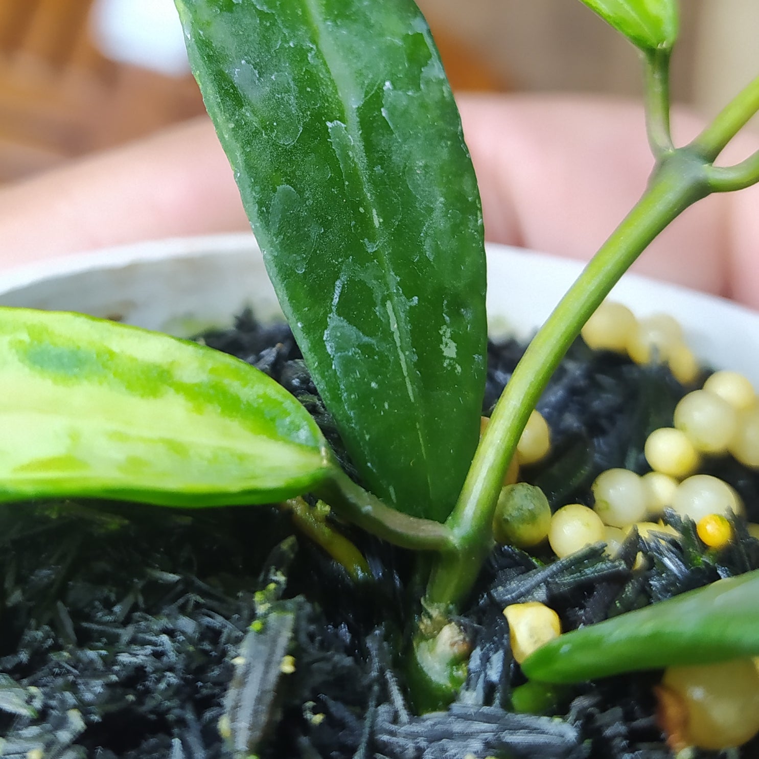 Hoya Lacunosa Peridot