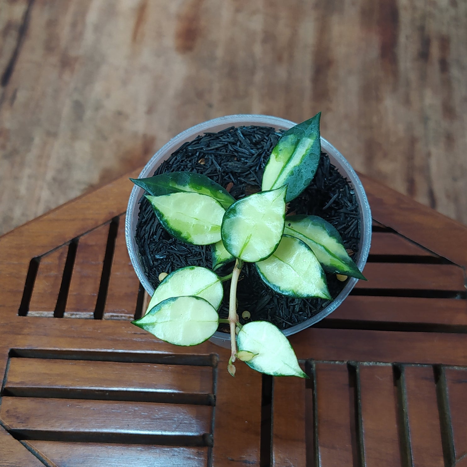 Hoya Lacunosa Platano