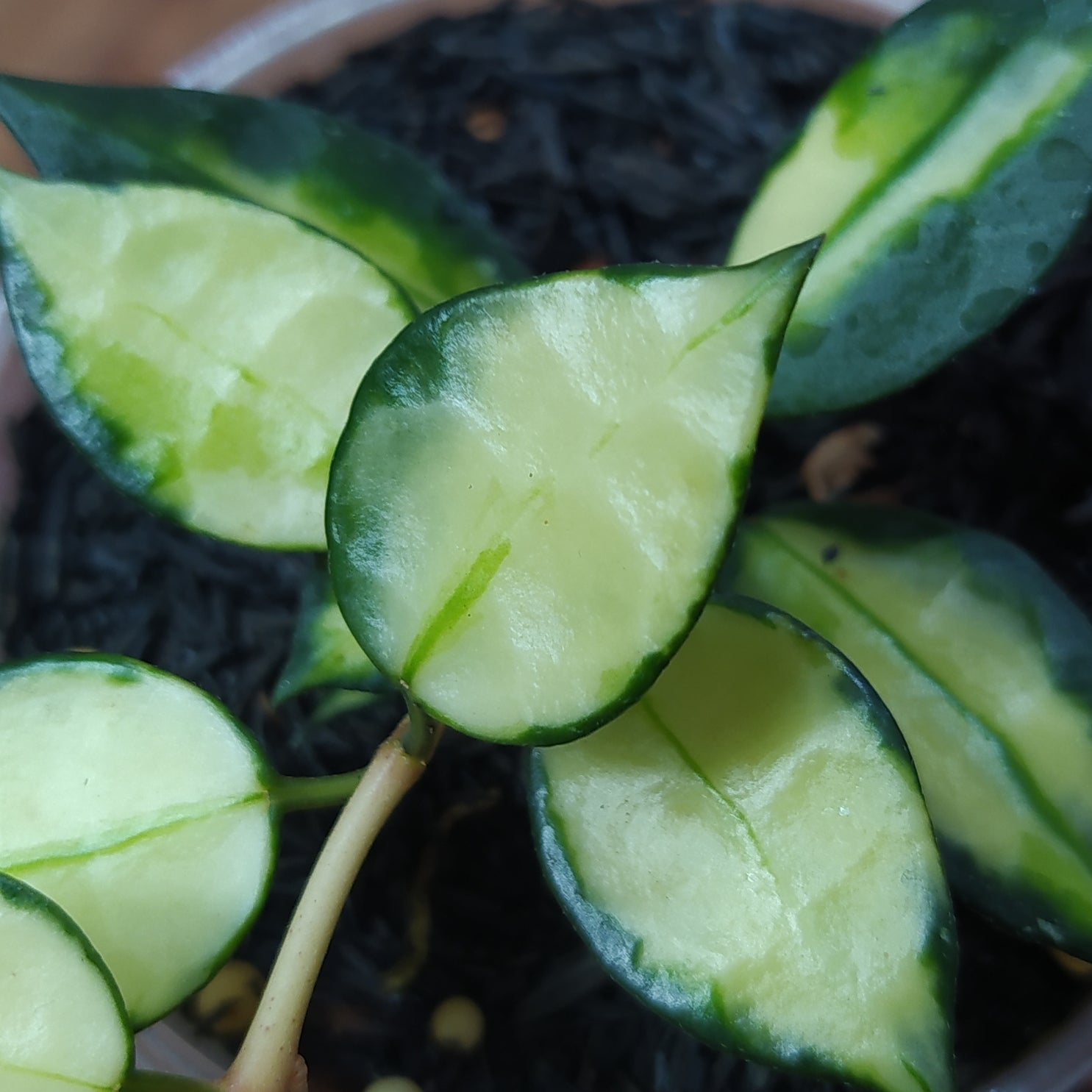 Hoya Lacunosa Platano