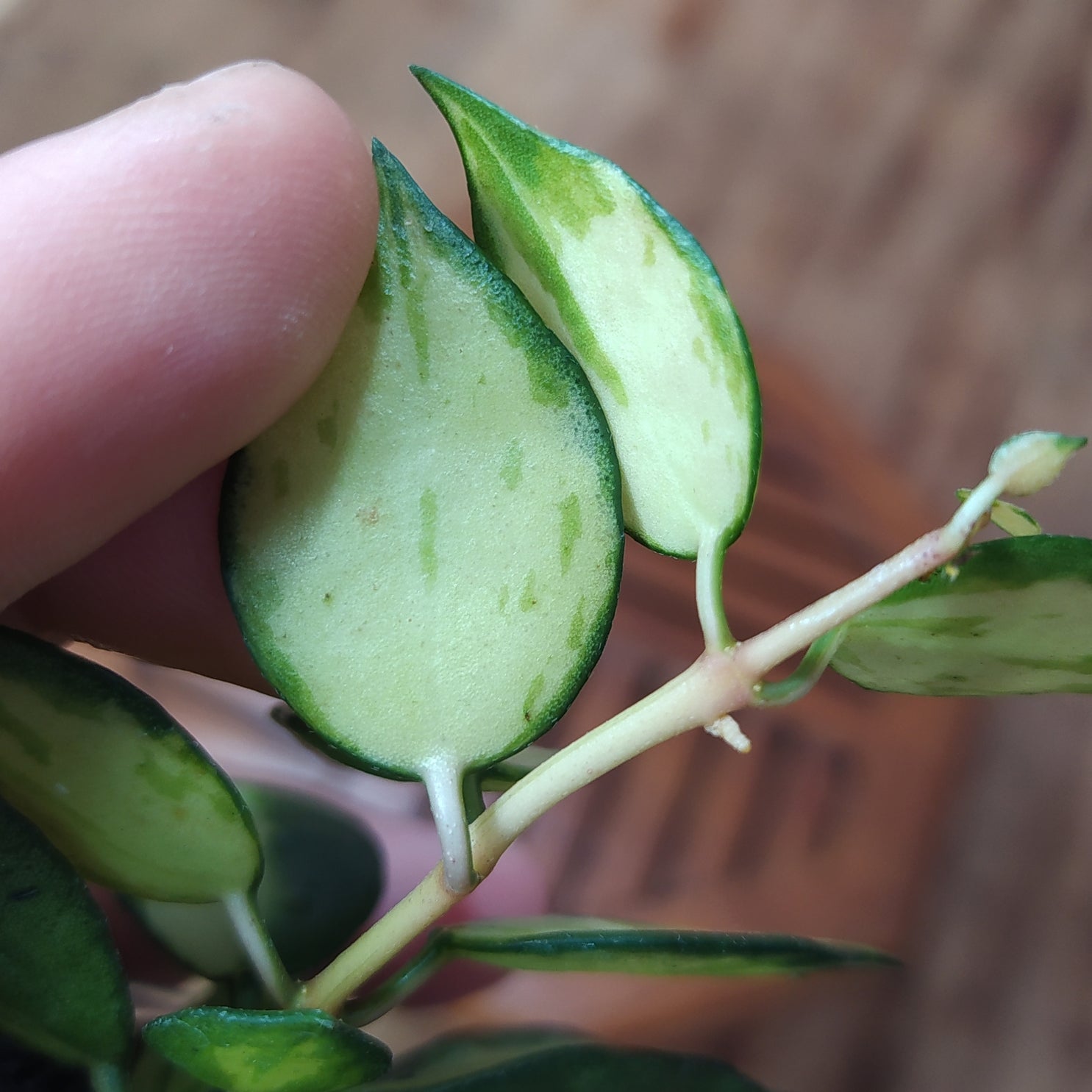 Hoya Lacunosa Platano