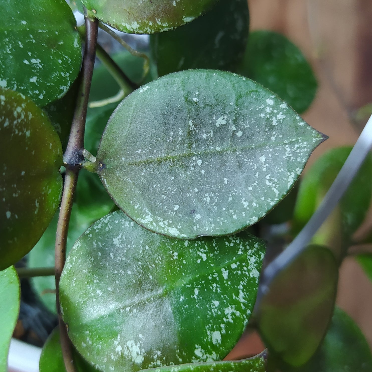 Hoya Lacunosa SP Gayo Splash