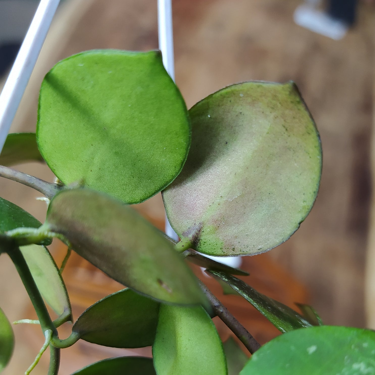 Hoya Lacunosa SP Gayo Splash