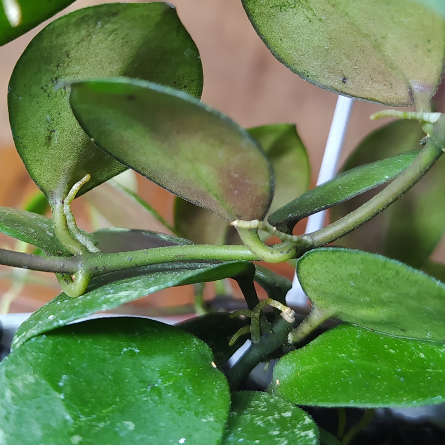 Hoya Lacunosa SP Gayo Splash