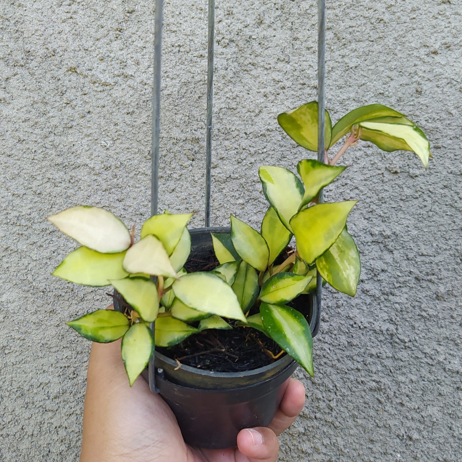 Hoya Lacunosa Tricolor Souma