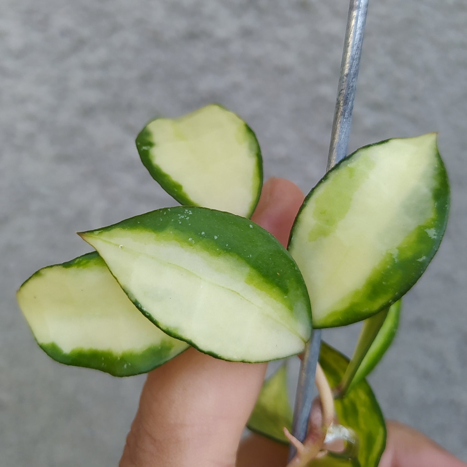 Hoya Lacunosa Tricolor Souma