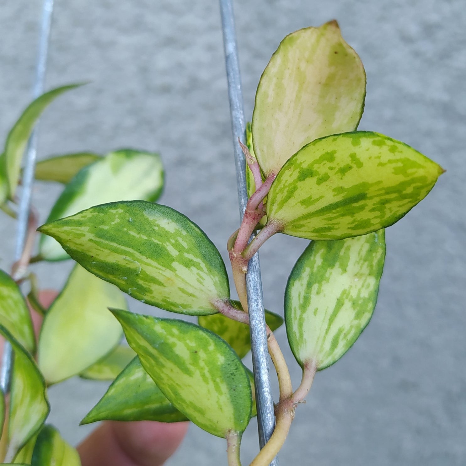 Hoya Lacunosa Tricolor Souma