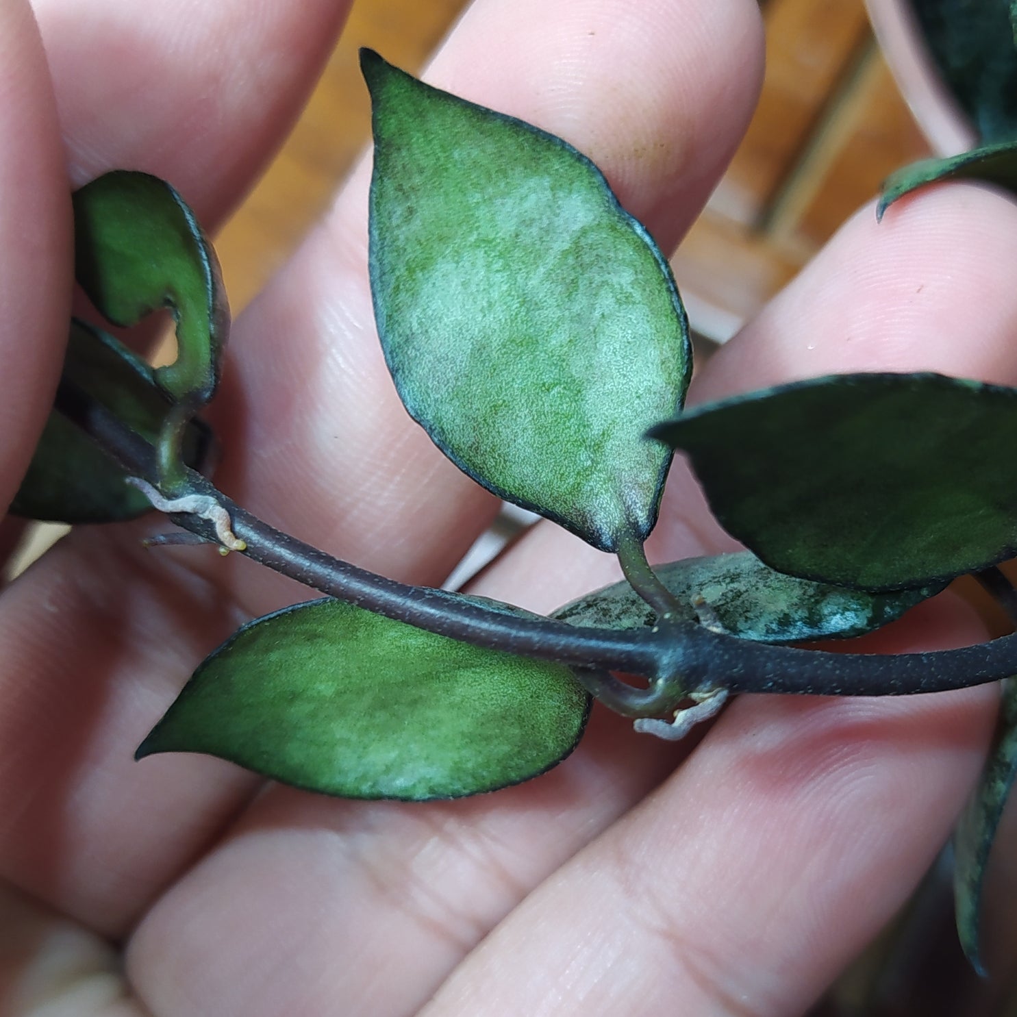 Hoya Lacunosa Violet