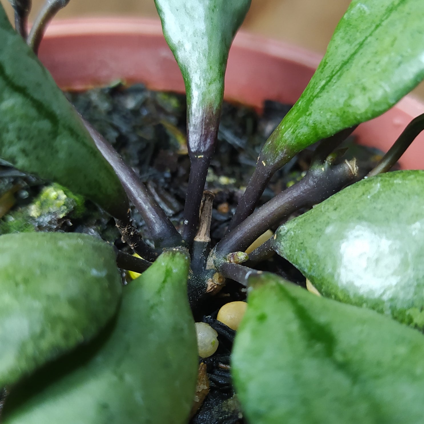 Hoya Lacunosa Violet