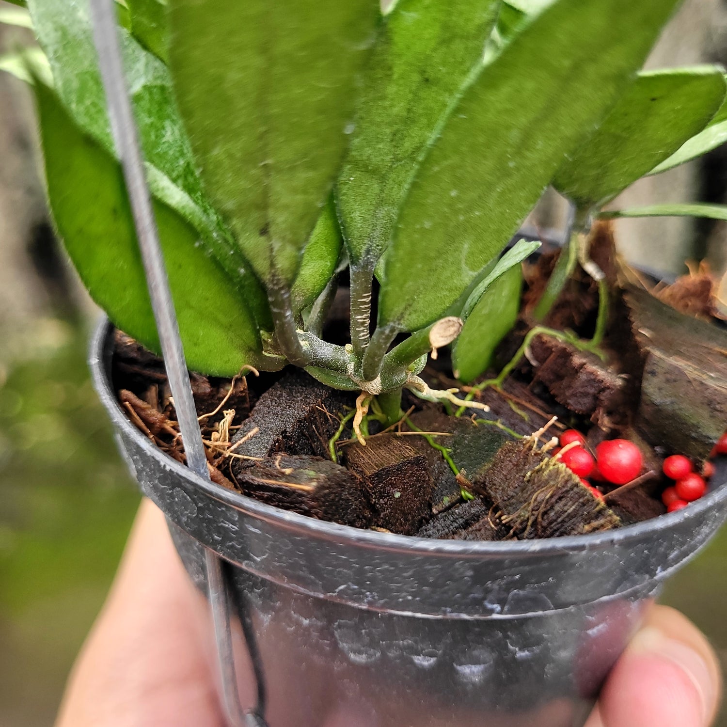 Hoya Lacunosa White Pearl